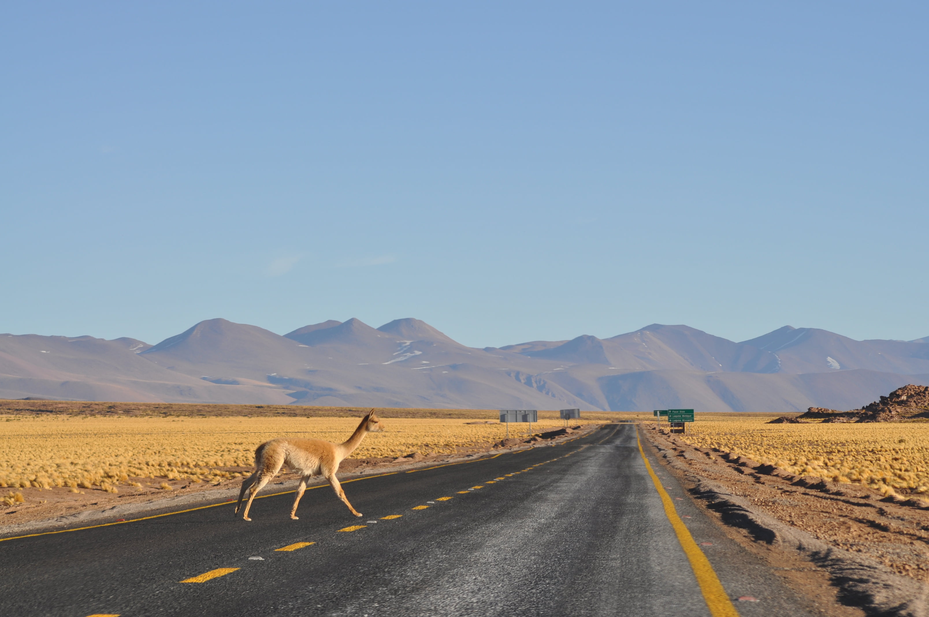 desierto, landscape, blue sky, chile, atacama, across, sky, blue, nature, animal, four, road, brown, guanaco, mountain, 2K, legged, walking, desert, dry, HD Wallpaper