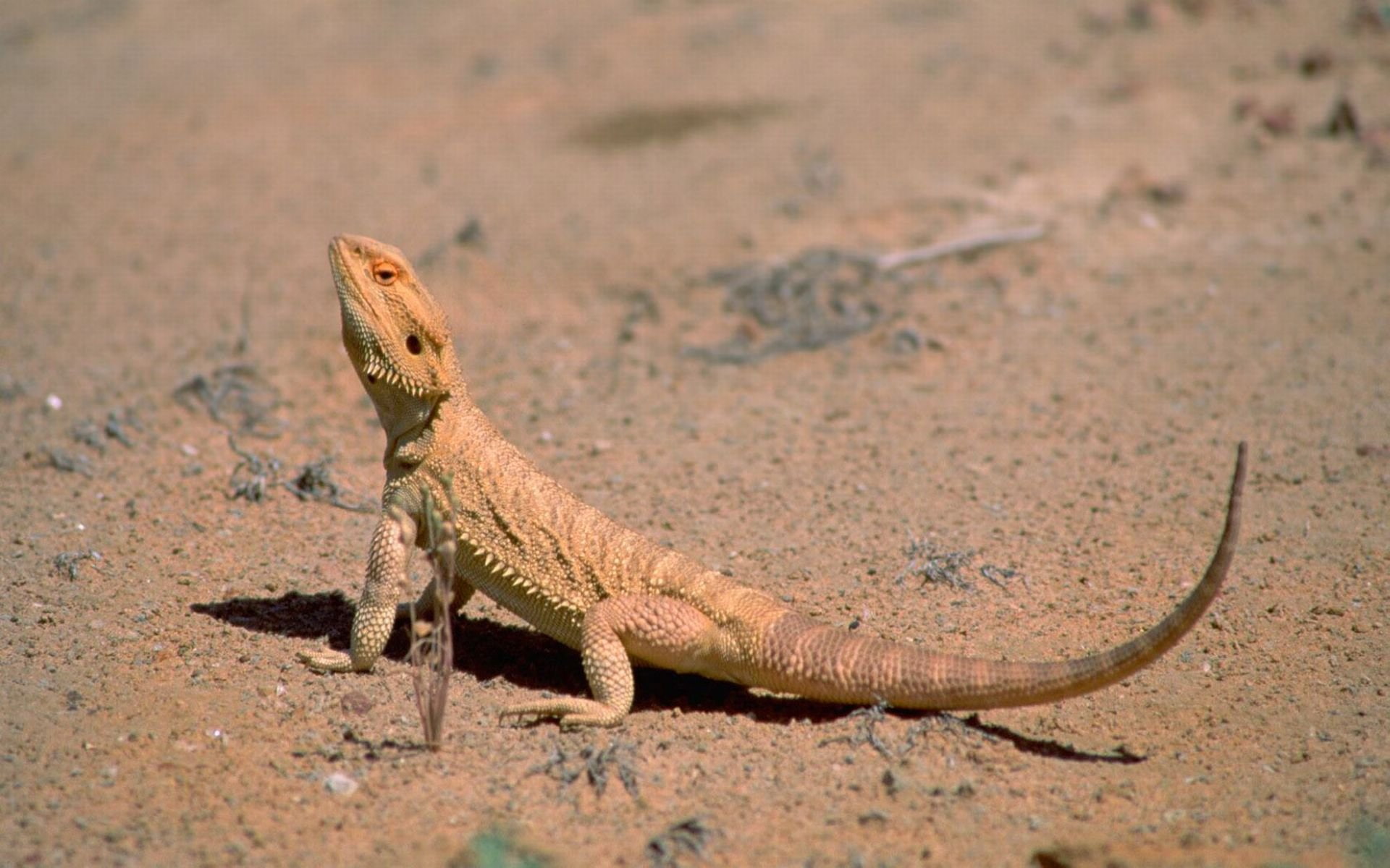 lagarto, 1080P, desierto, HD Wallpaper