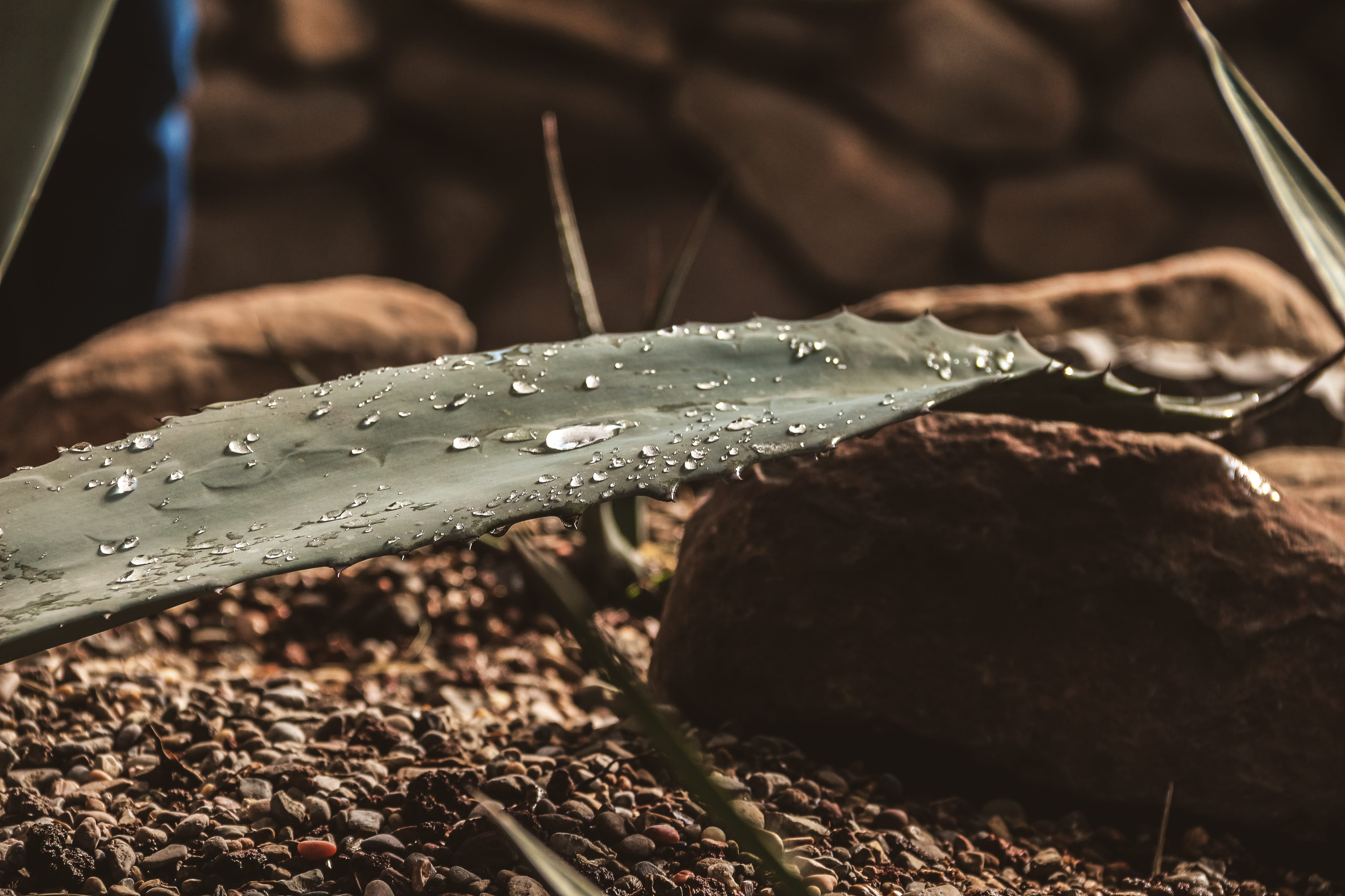 green, water, gotas, wet, close-up, beauty in nature, leaf, rain, raindrop, purity, 5K, desierto, selective focus, drop, blade of grass, no people, dew, HD Wallpaper