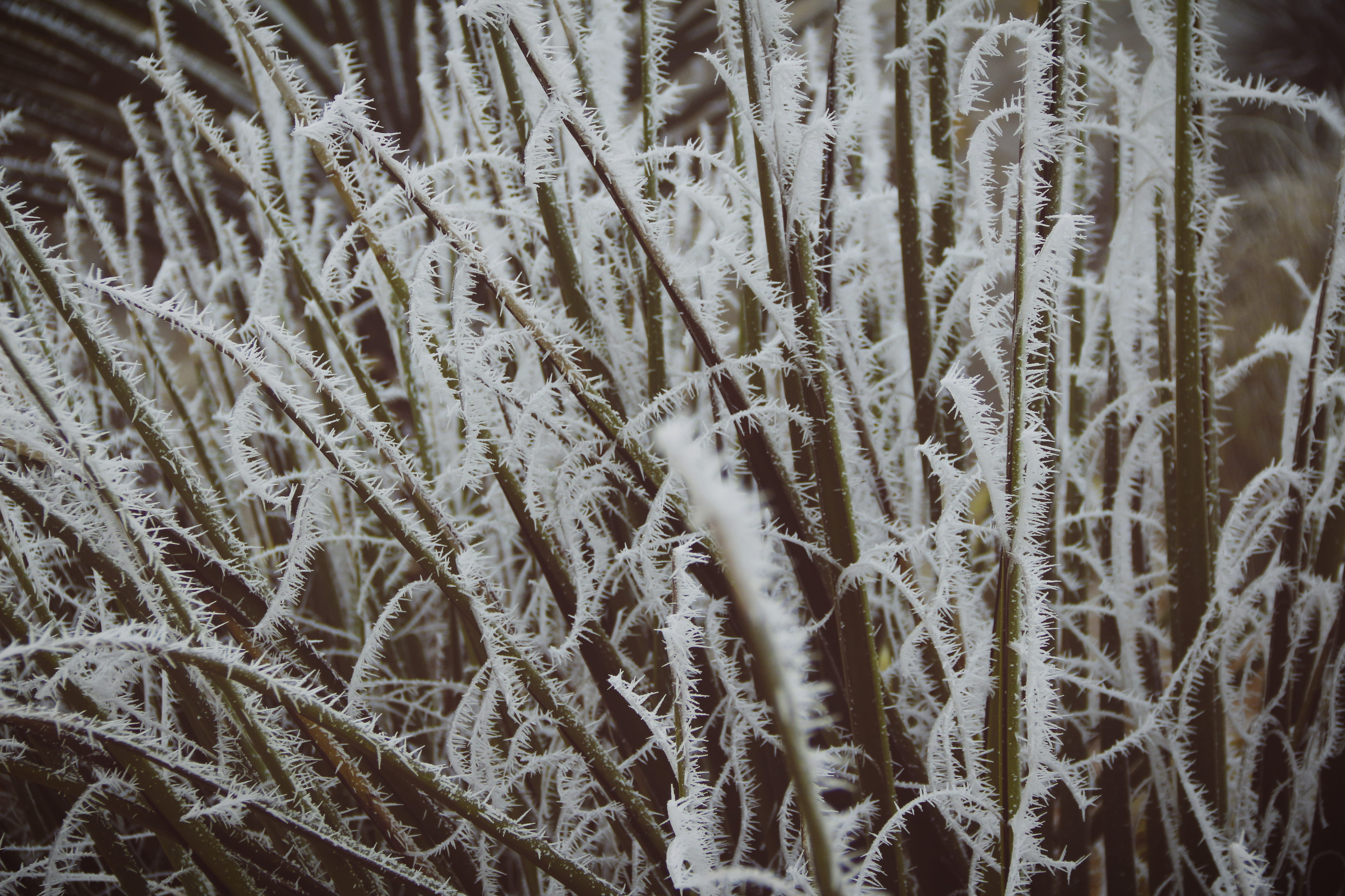 coral, nature, frio, undersea, growth, saltillo, no people, sea life, plant, beauty in nature, sepia, backgrounds, green, cold, vintage, snow, ecosystem, HD Wallpaper