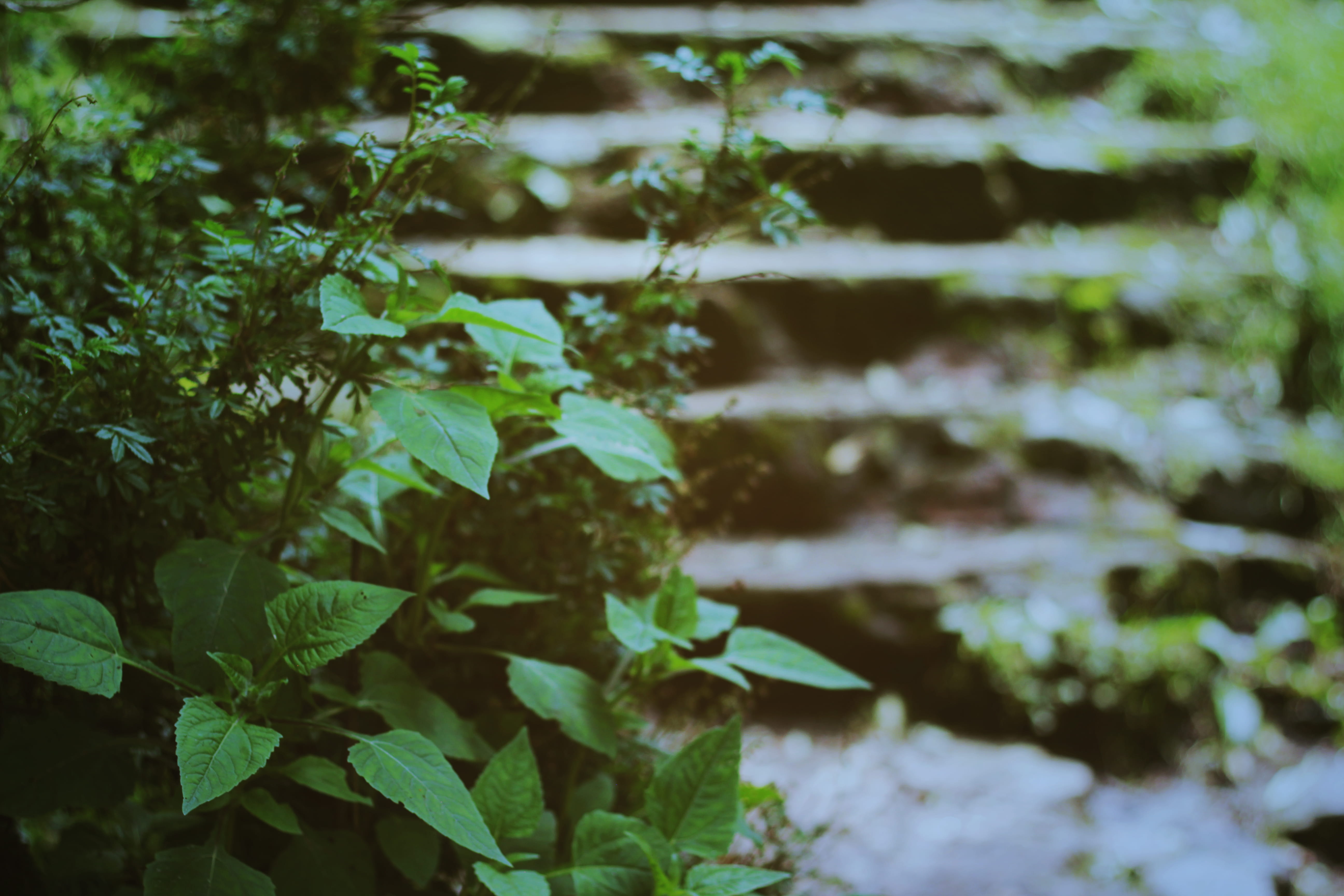 day, leaf, plant part, nature, land, selective focus, foliage, 5K, vulnerability, growth, no people, beauty in nature, tree, water, outdoors, focus on foreground, HD Wallpaper