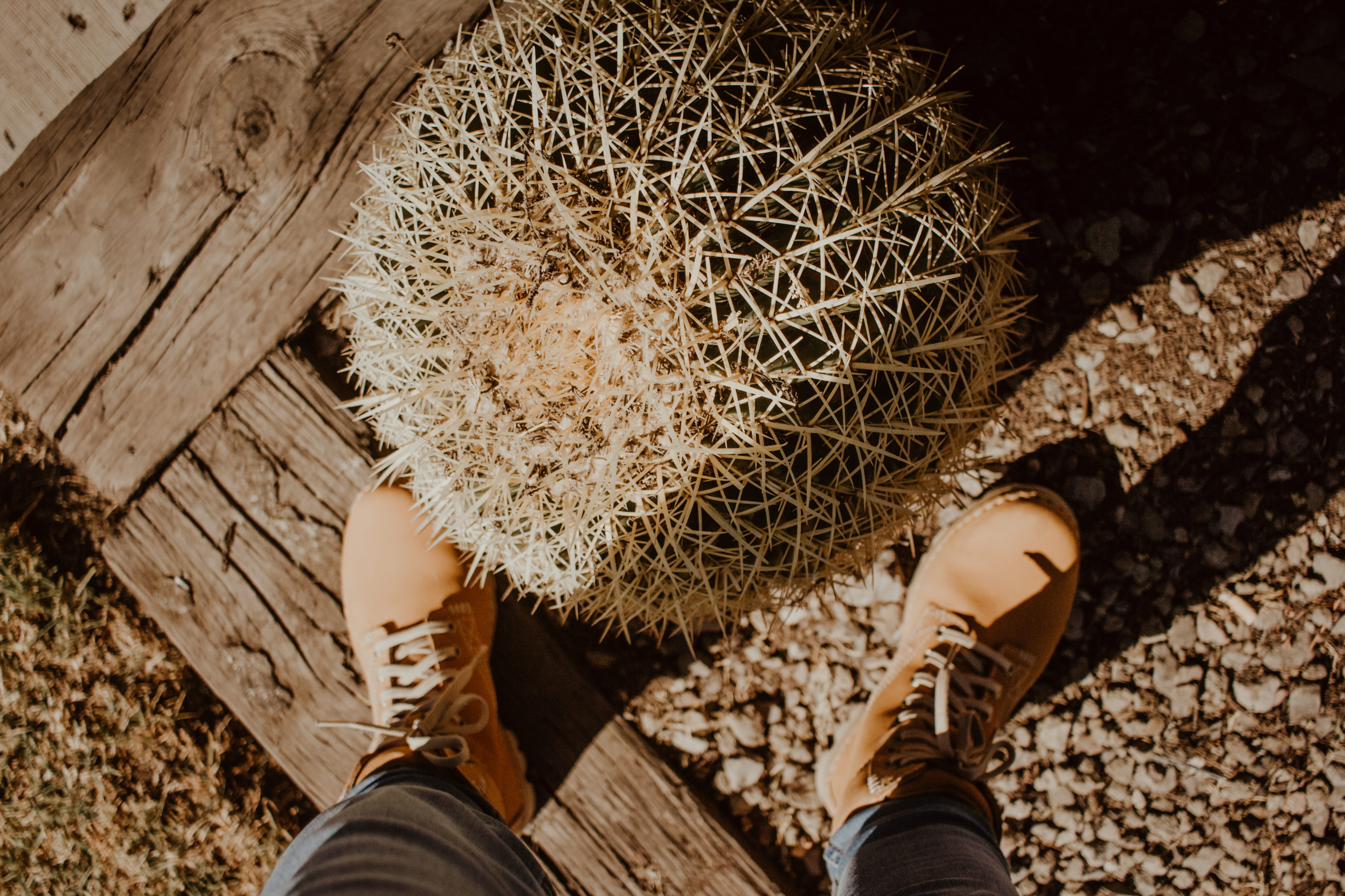 life, desierto, nature, human body part, real people, high angle view, boots, cactus, one person, directly above, trip, yellow, wood - material, human foot, HD Wallpaper