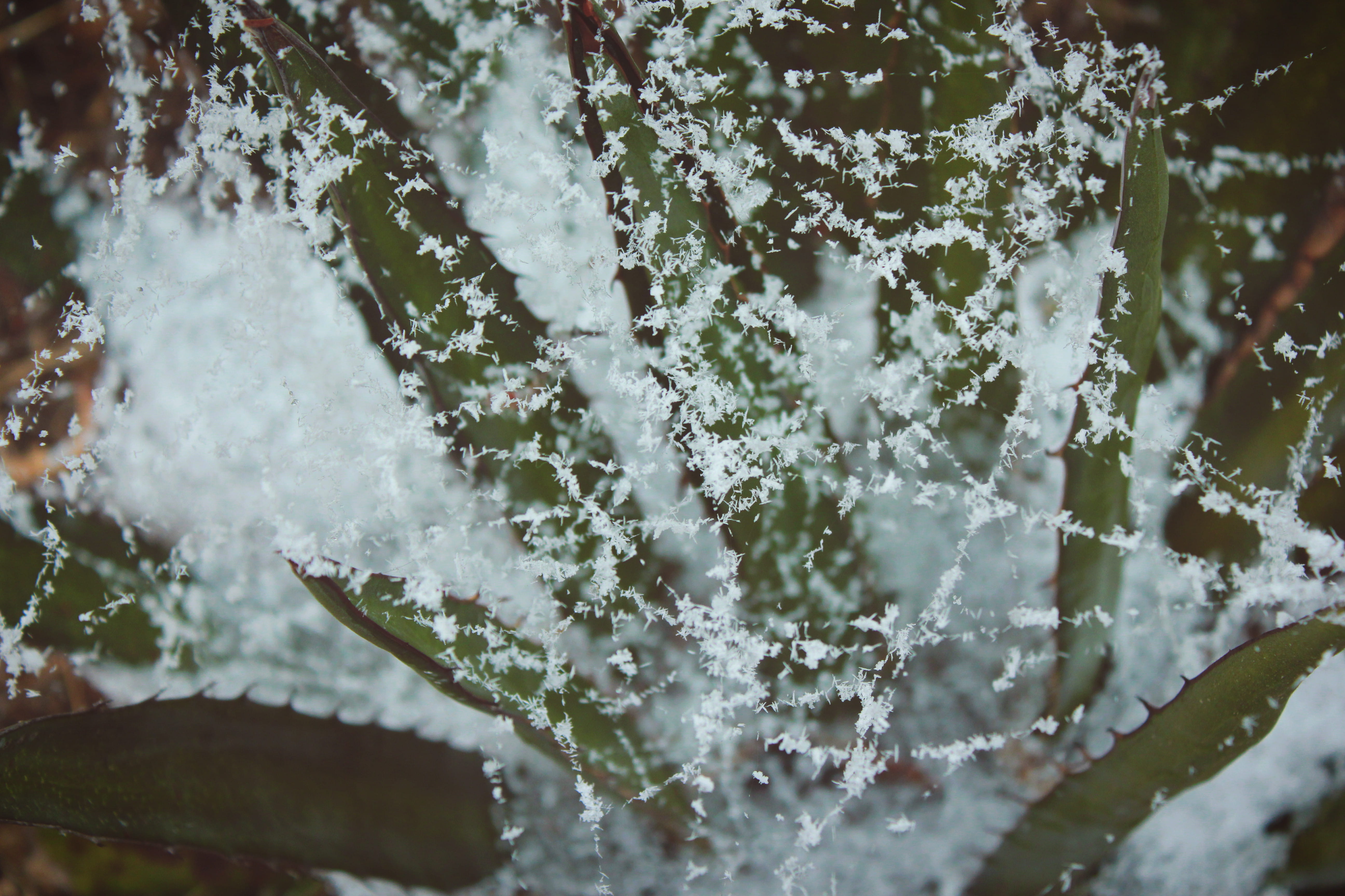 no people, blizzard, selective focus, day, winter, leaf, beauty in nature, water, green, nature, museo del desierto, saltillo, cold, web, cold temperature, HD Wallpaper