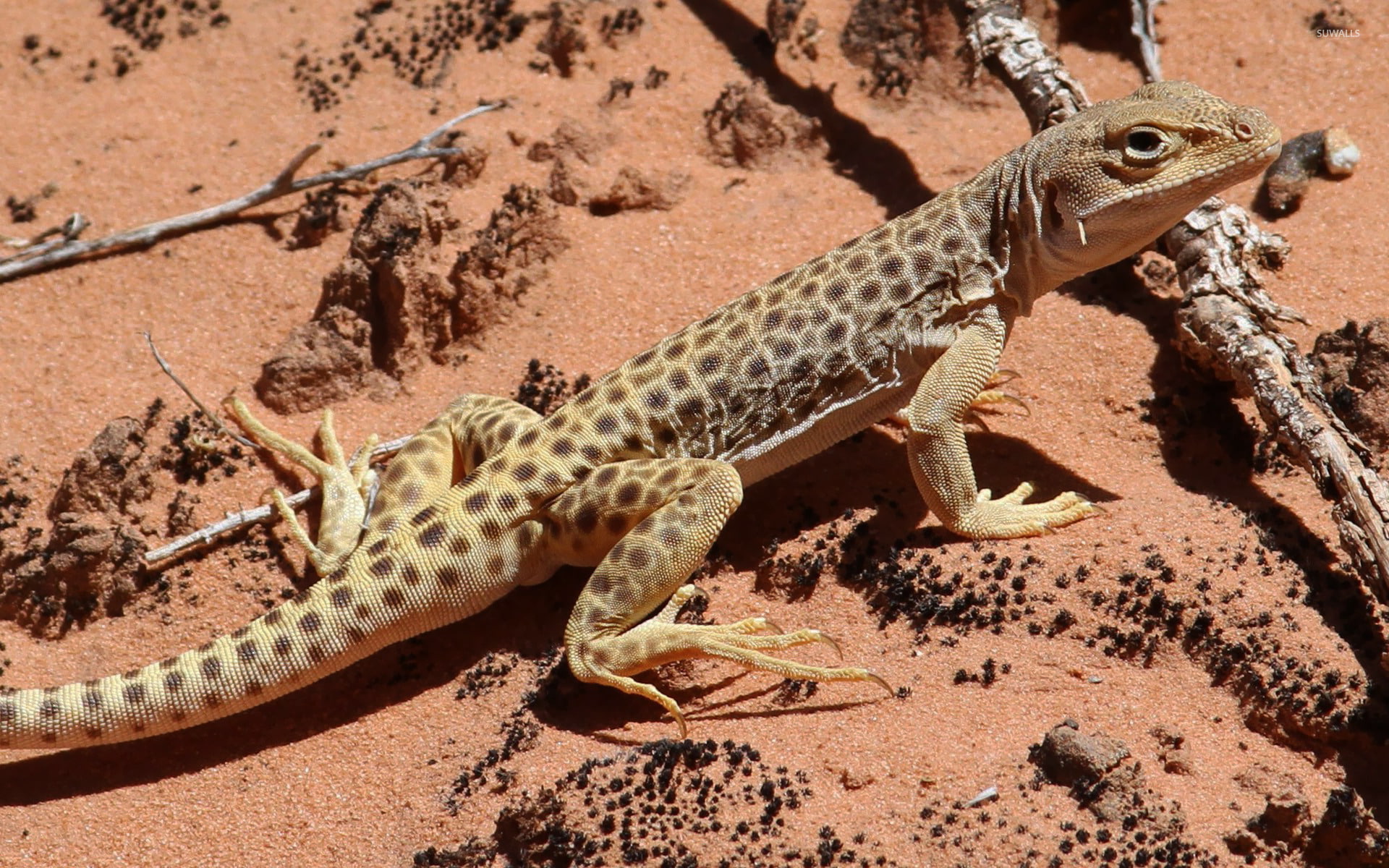 outdoors, animals in the wild, high angle view, desierto, day, no people, nature, reptil, sand, animal markings, animal themes, one animal, animal wildlife, HD Wallpaper