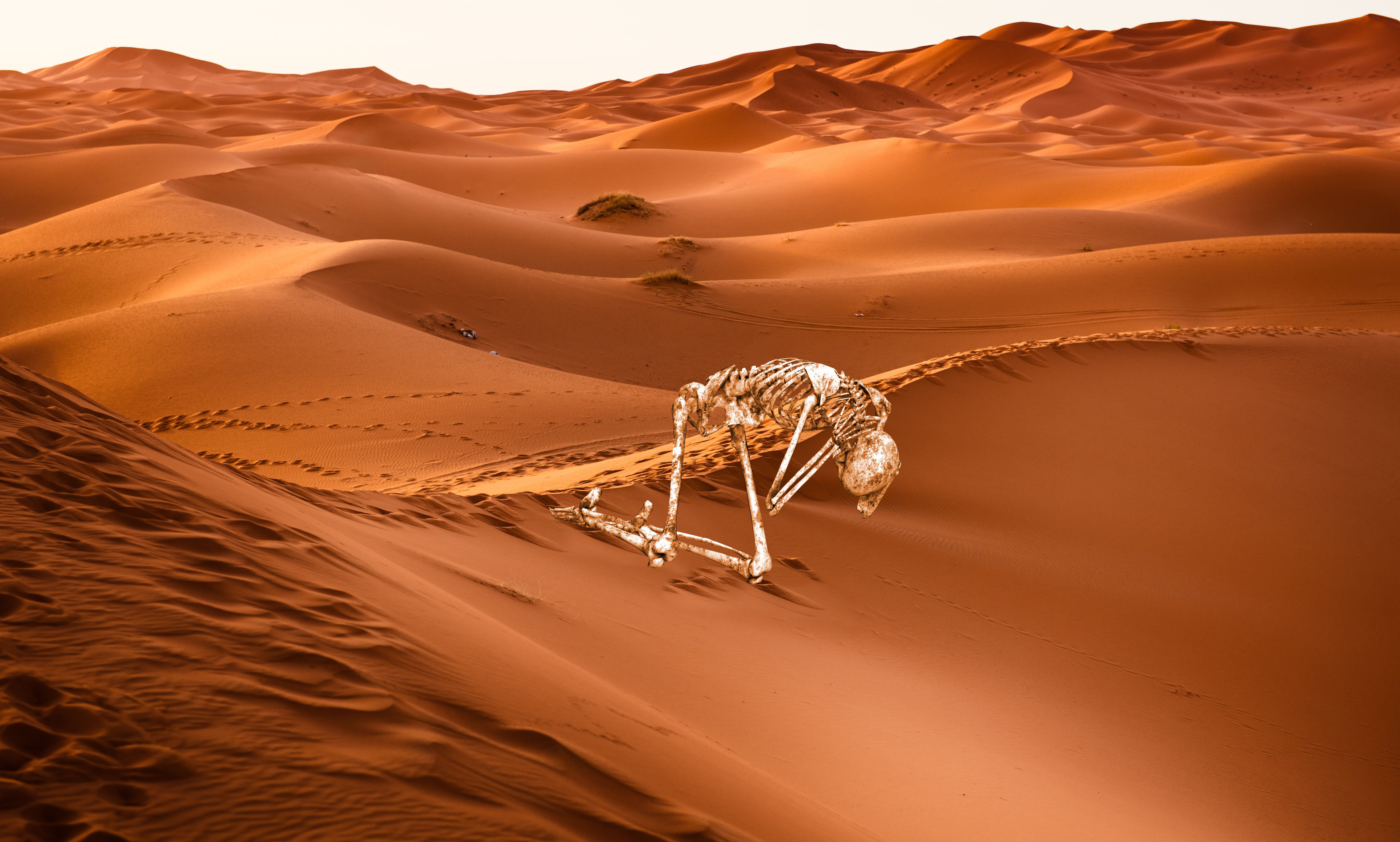 dune, camel, skeleton, footsteps, silence, screams, 5K, no people, sand, travel, dry, arid climate, duna, extreme terrain, beauty in nature, climate, tranquility, HD Wallpaper