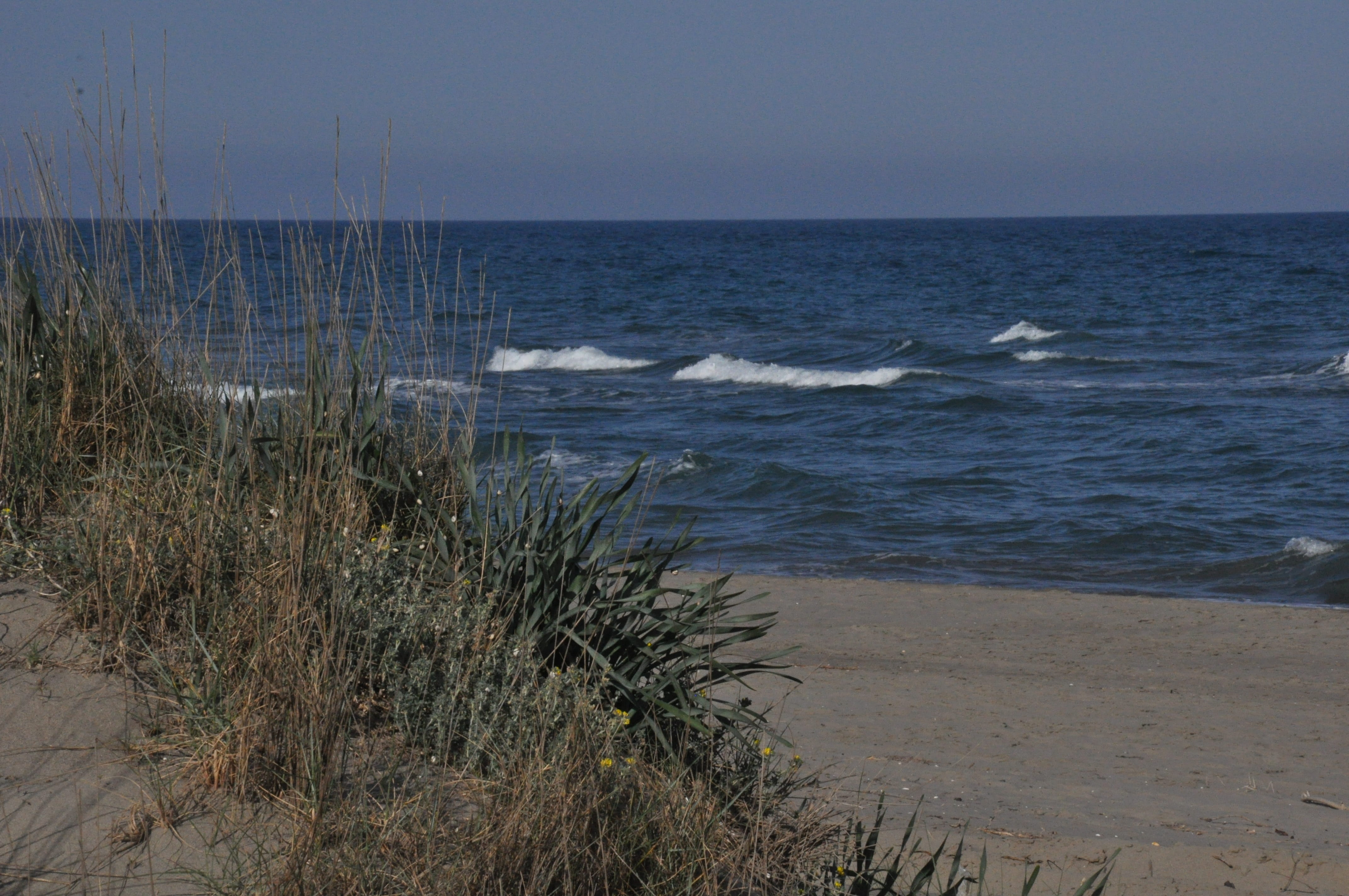 plant, horizon, landscape, no people, nature, horizon over water, scanzano jonico, sun, gianluca pizzolla, water, beauty in nature, beach cavone, basilicata, HD Wallpaper