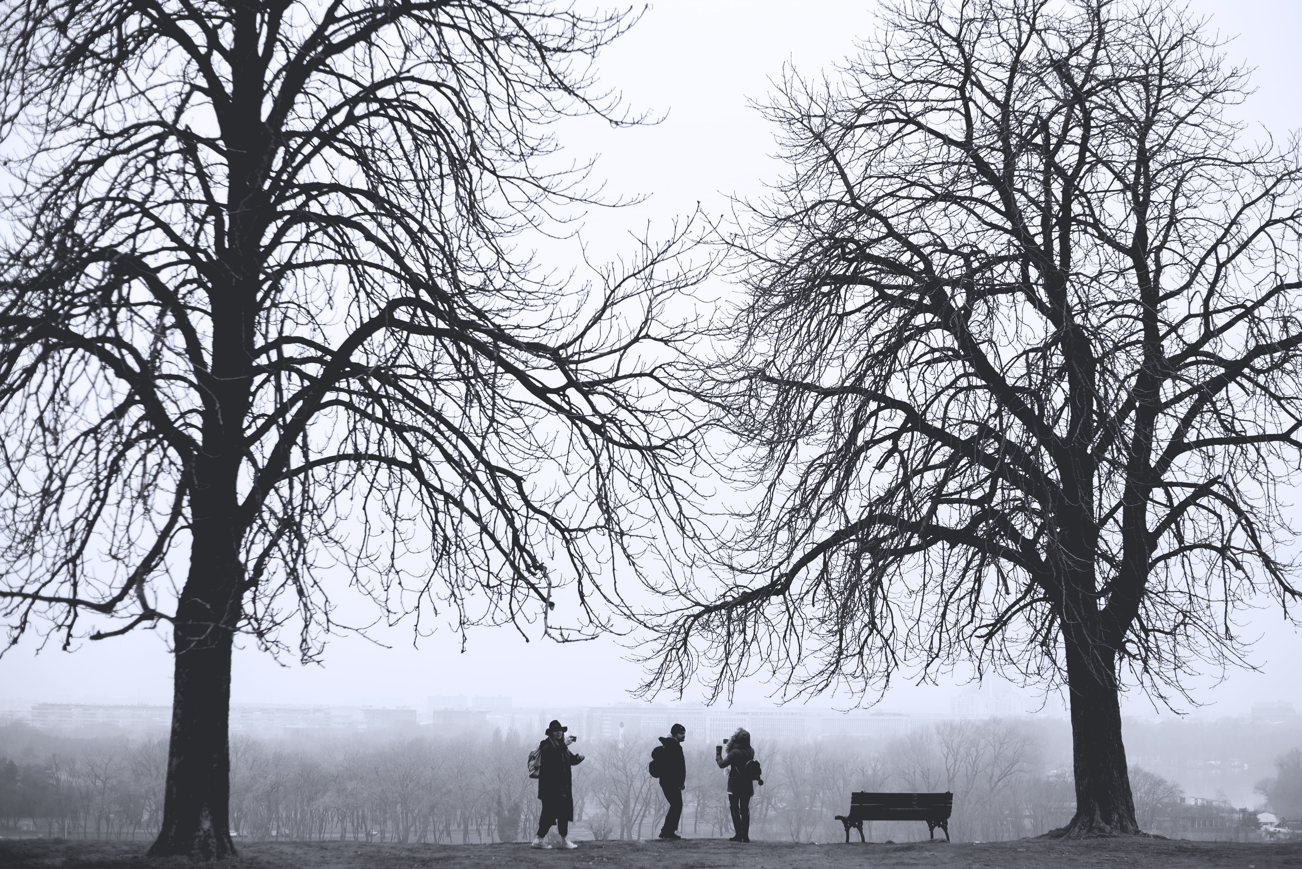 grayscale, leisure activity, fog, branch, bare, tree, women, cold temperature, daytime, serbia, real people, togetherness, photo, savamala, nature, warm clothing, HD Wallpaper