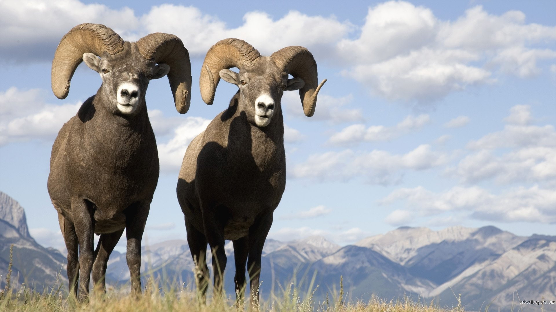 Montesas, Cabras, Montaa, 1080P, 2, HD Wallpaper