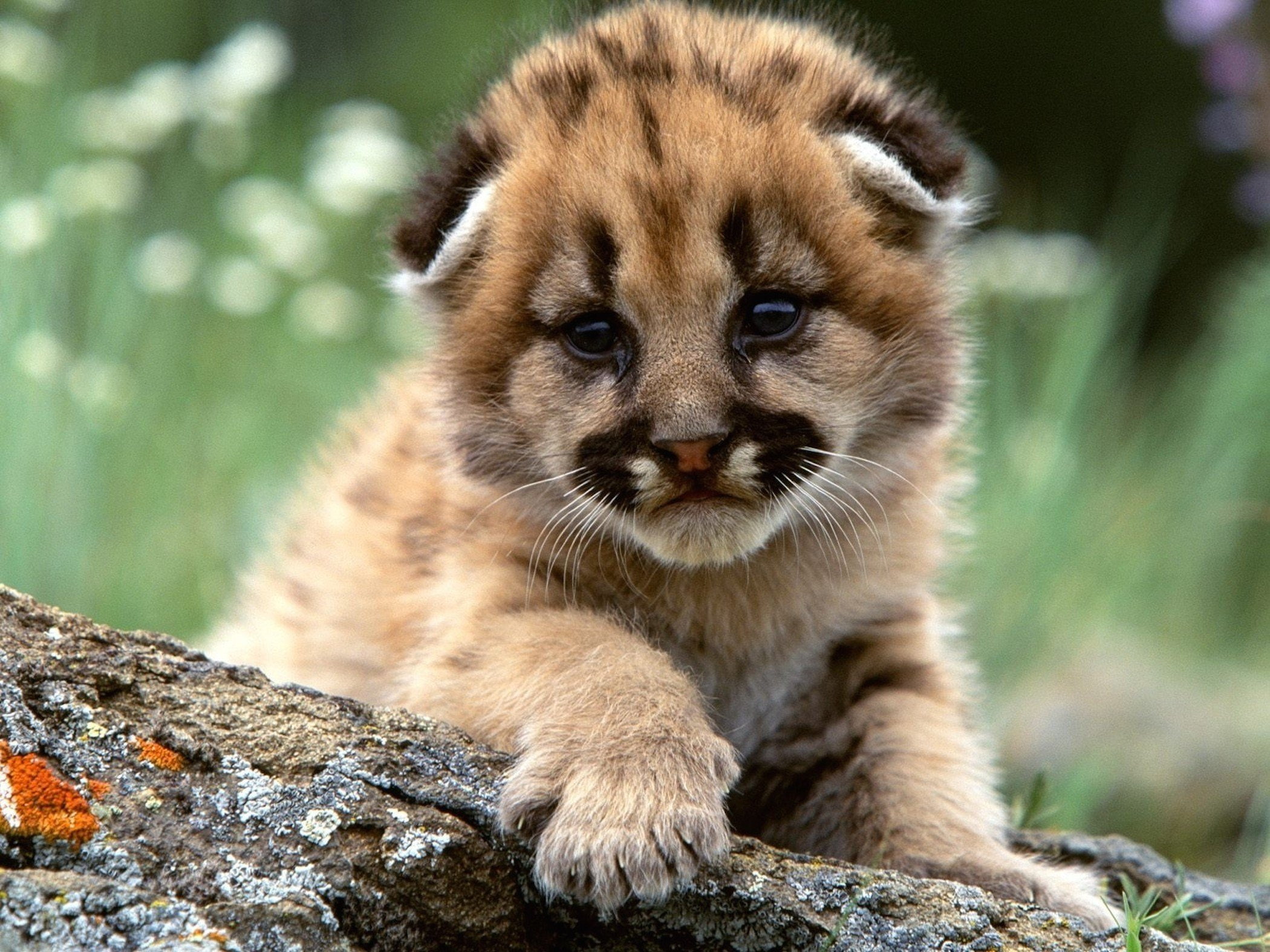 rock, animal wildlife, 1080P, animal, rock - object, solid, close-up, animal themes, vertebrate, nature, Montaa, day, whisker, Leon, one animal, focus on foreground, HD Wallpaper