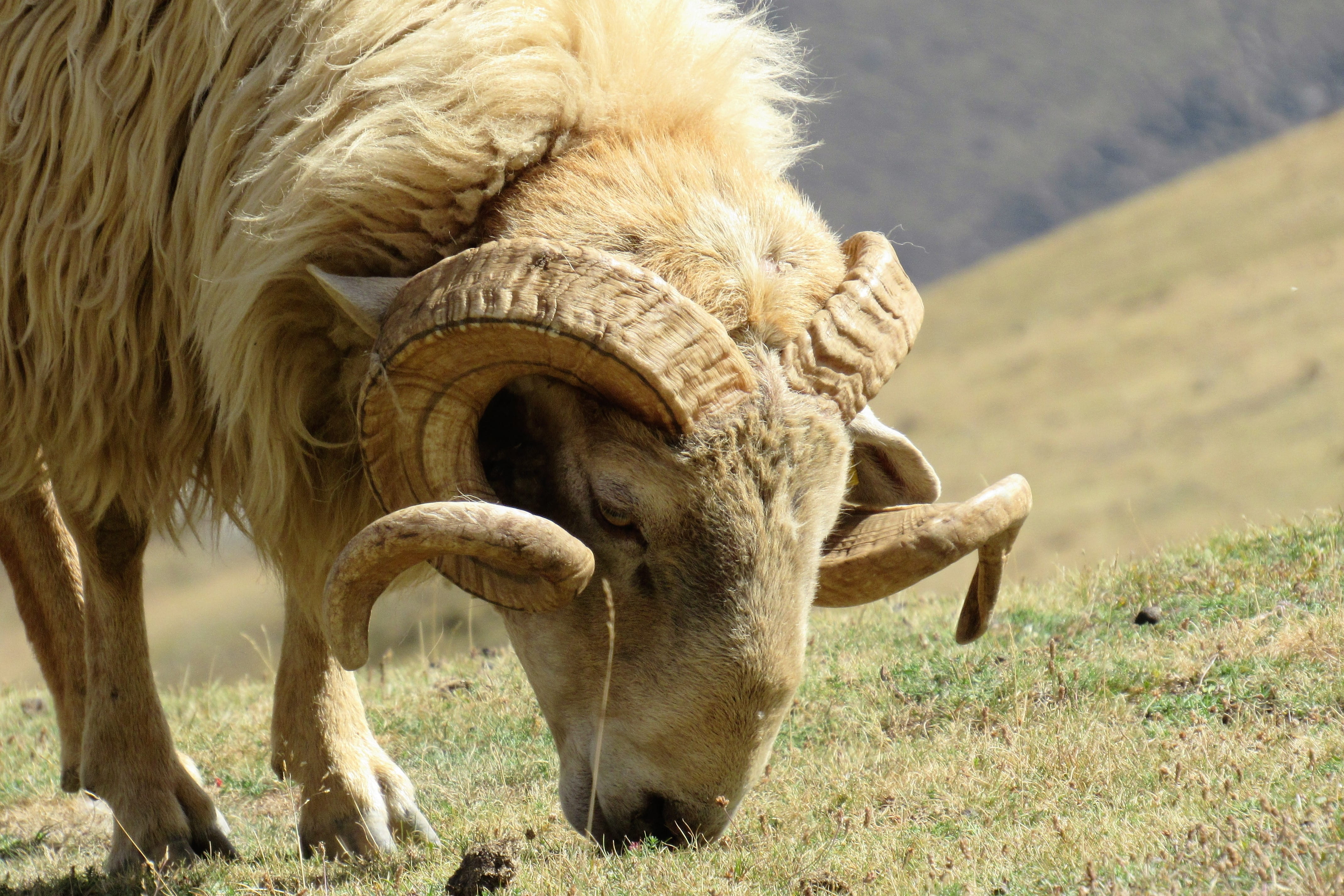 no people, field, one animal, land, animal body part, livestock, animal, sunlight, parque nacional de los picos de europa, 4K, outdoors, spain, old, ram, HD Wallpaper