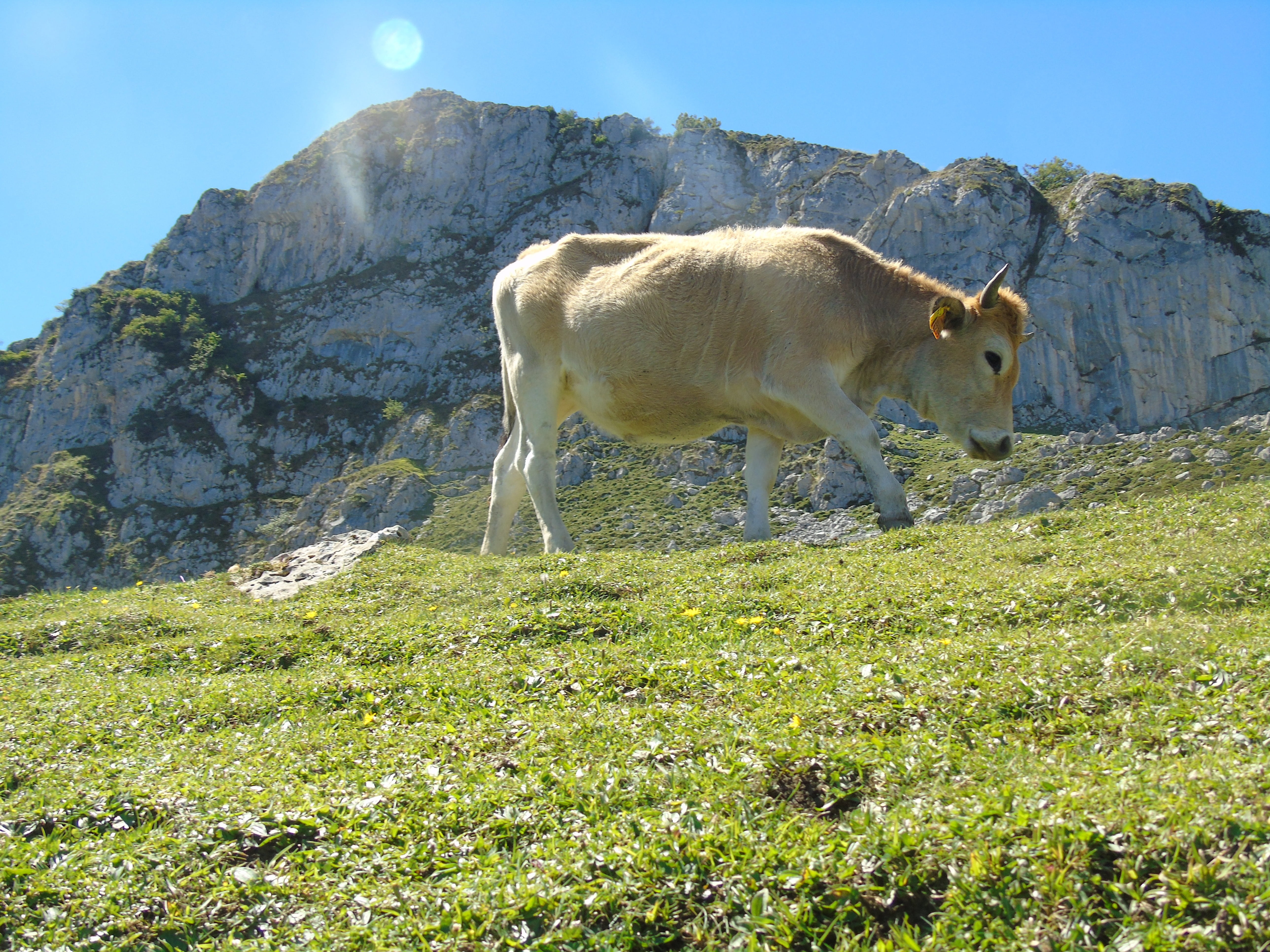herbivorous, field, picos de europa, livestock, grass, mammal, animal wildlife, plant, covadonga lakes, mountain, animal themes, 5K, sunlight, domestic animals, HD Wallpaper