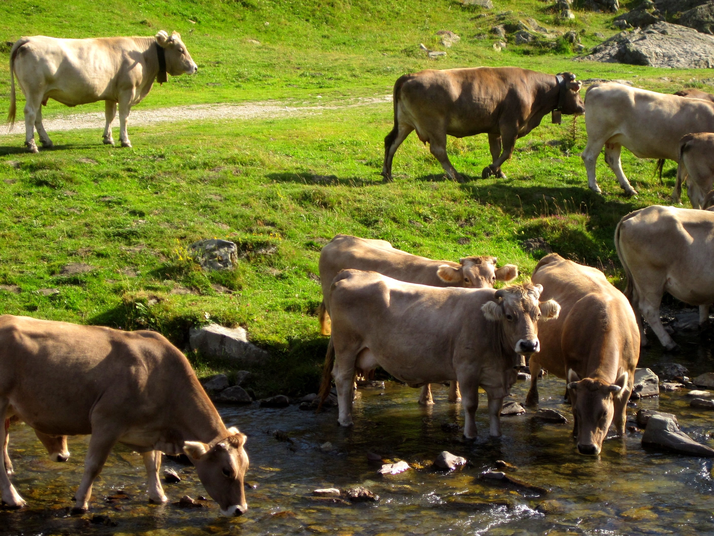 vertebrate, mammal, pets, animals, pastures, livestock, prado, no people, animal family, 2K, group of animals, outdoors, animal themes, grass, day, animal, HD Wallpaper