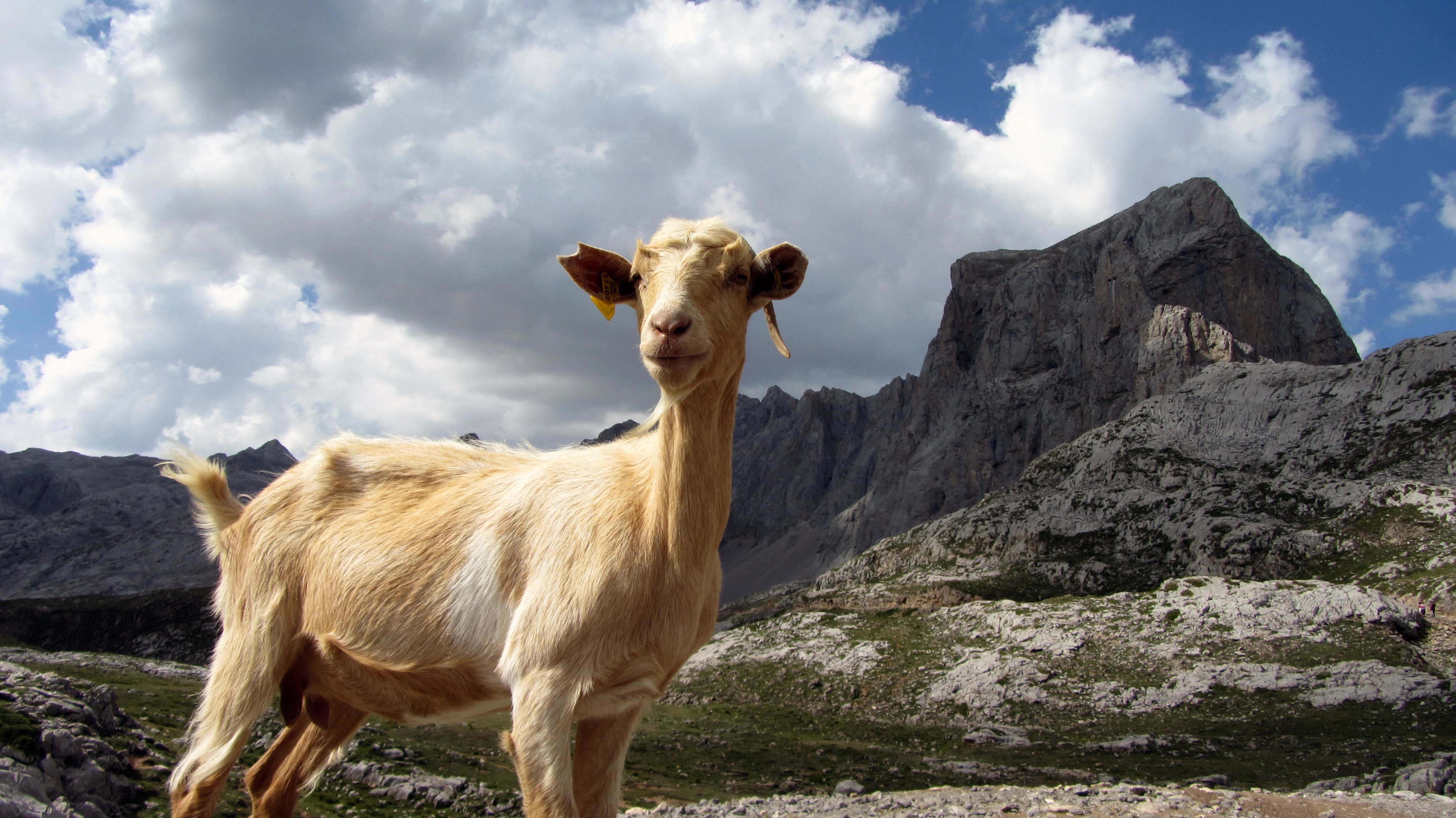 4K, wild nature, vertebrate, one animal, picos de europa, ibex, mountain range, llama, mammal, animal wildlife, near, land, kid, goat, brown, domestic animals, HD Wallpaper