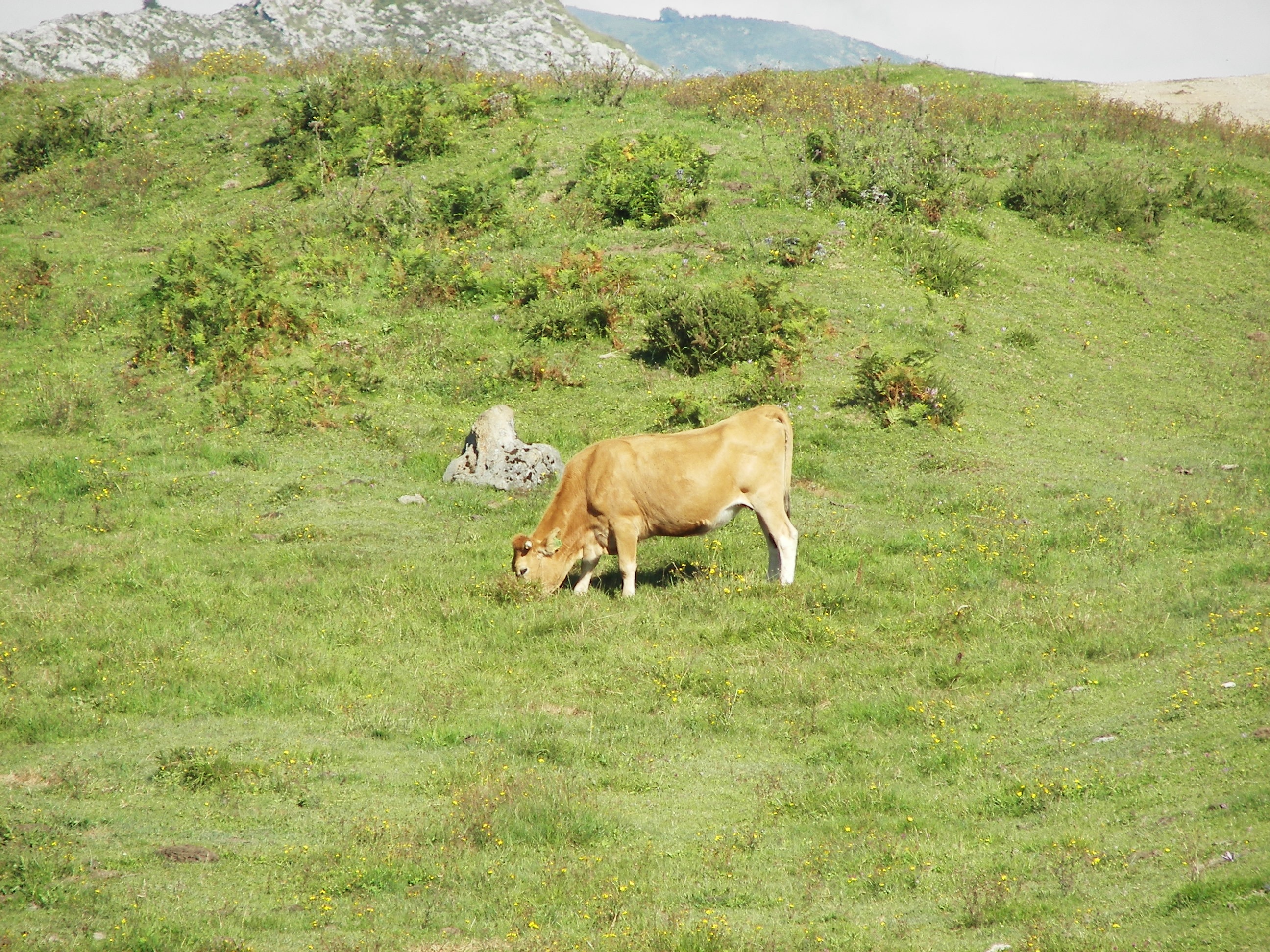 animals, environment, cow, one animal, prairie, animal nature, mount, 2K, animal, nature, outdoors, animal themes, green color, livestock, no people, domestic, HD Wallpaper
