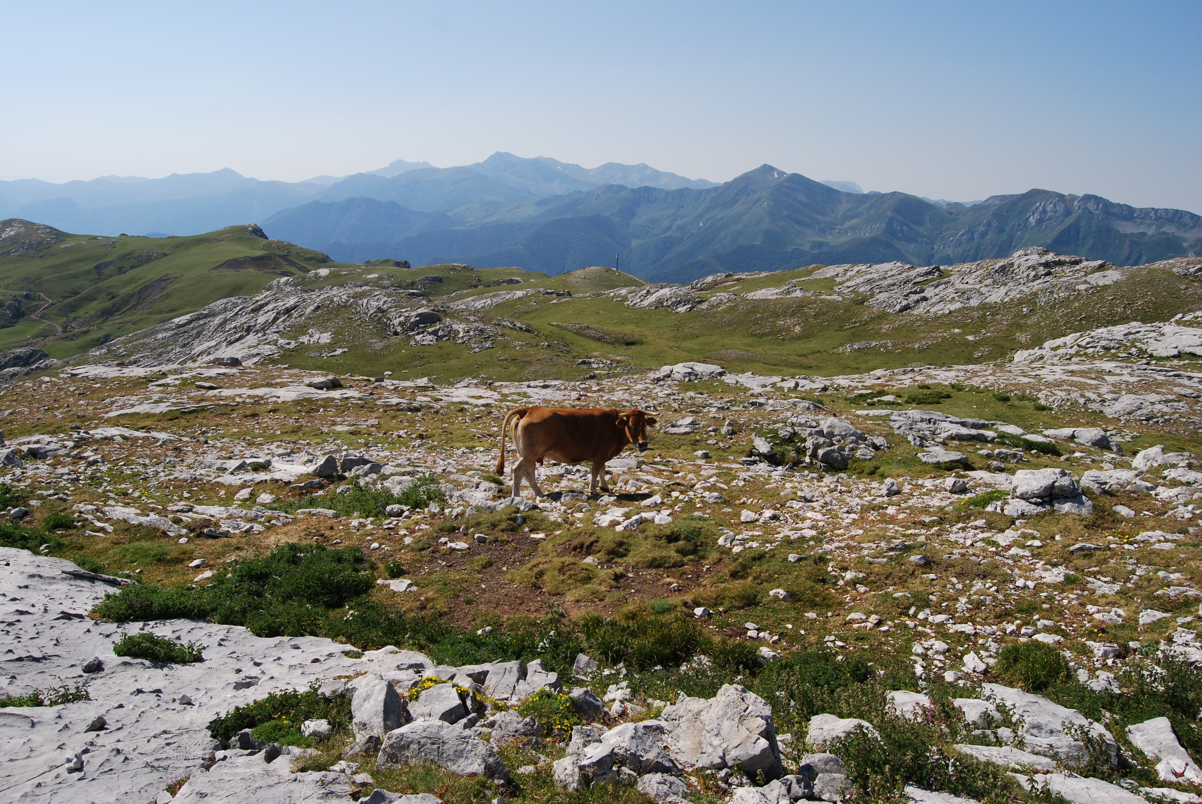 domestic, outdoors, landscape, beauty in nature, rock, rock - object, mountain, vertebrate, cow, nature, animal, picos de europa, one animal, mammal, livestock, HD Wallpaper