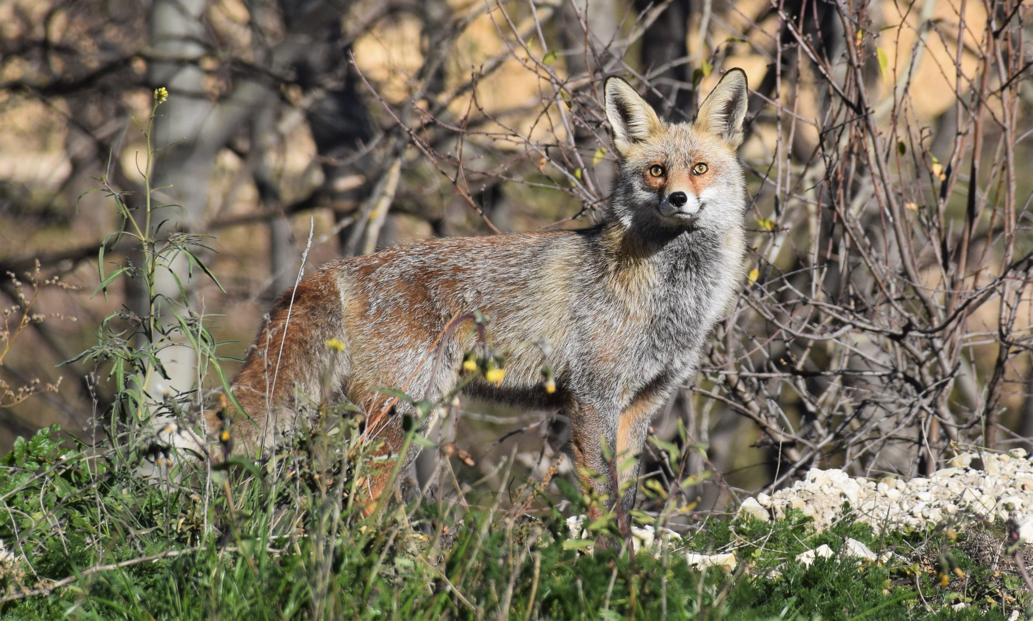 espana, fox, animal themes, one animal, looking at camera, 2K, portrait, tree, kit fox, red wolf, beauty, no people, wolf, land, plant, wild, grass, animal, HD Wallpaper