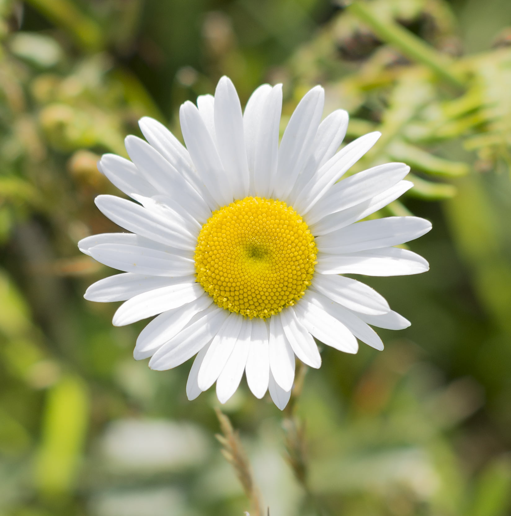 spain, asturias, detail, nikon  nikkor, sharpness, white, f2.5, green Color, countryside, daisy, nature, AIS, yellow, manual focus, close-up, plant, españa, Phone HD Wallpaper