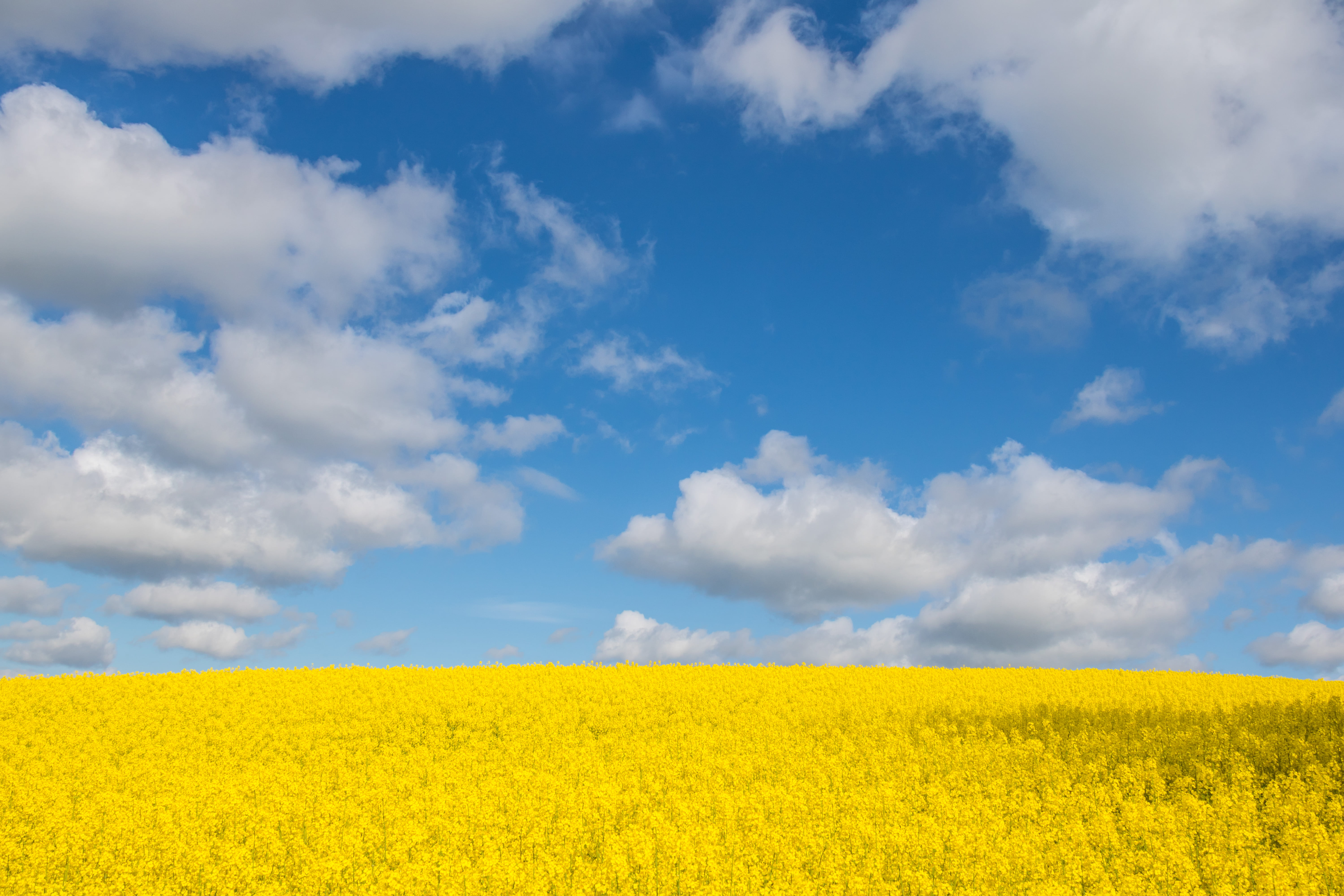 landscape photography, camera, focal_length, moln, canon, 760d, Yellow and blue, agriculture, Raps, model, geo, geo:location, field, city, nature, s18, HD Wallpaper