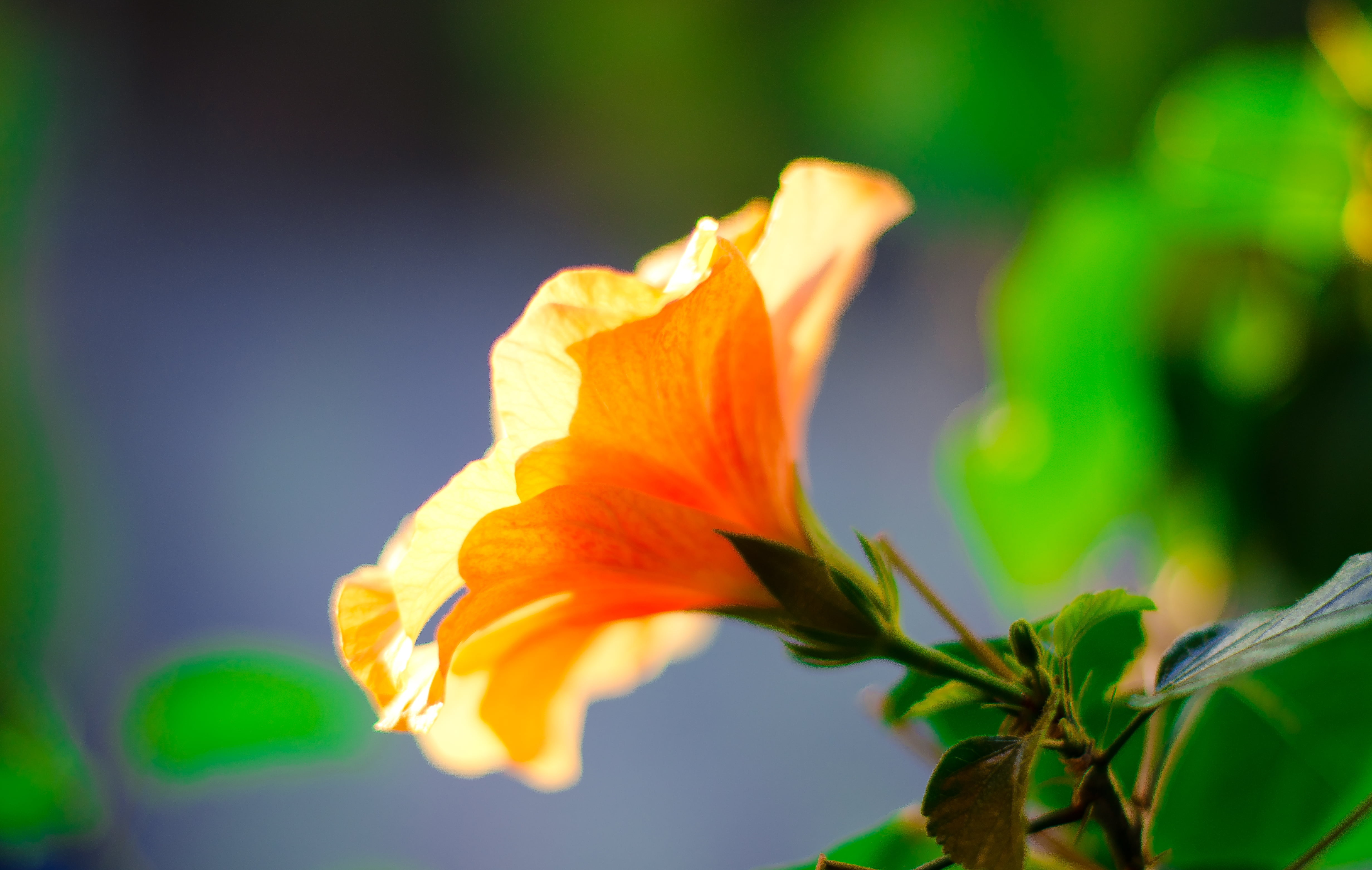 bokeh, photo, ƒ / 1.4, talking to plants, outdoors, bloom, city, nature, focal_length, pot plant, photograph, stamen, beauty In Nature, model, geo, tango, HD Wallpaper