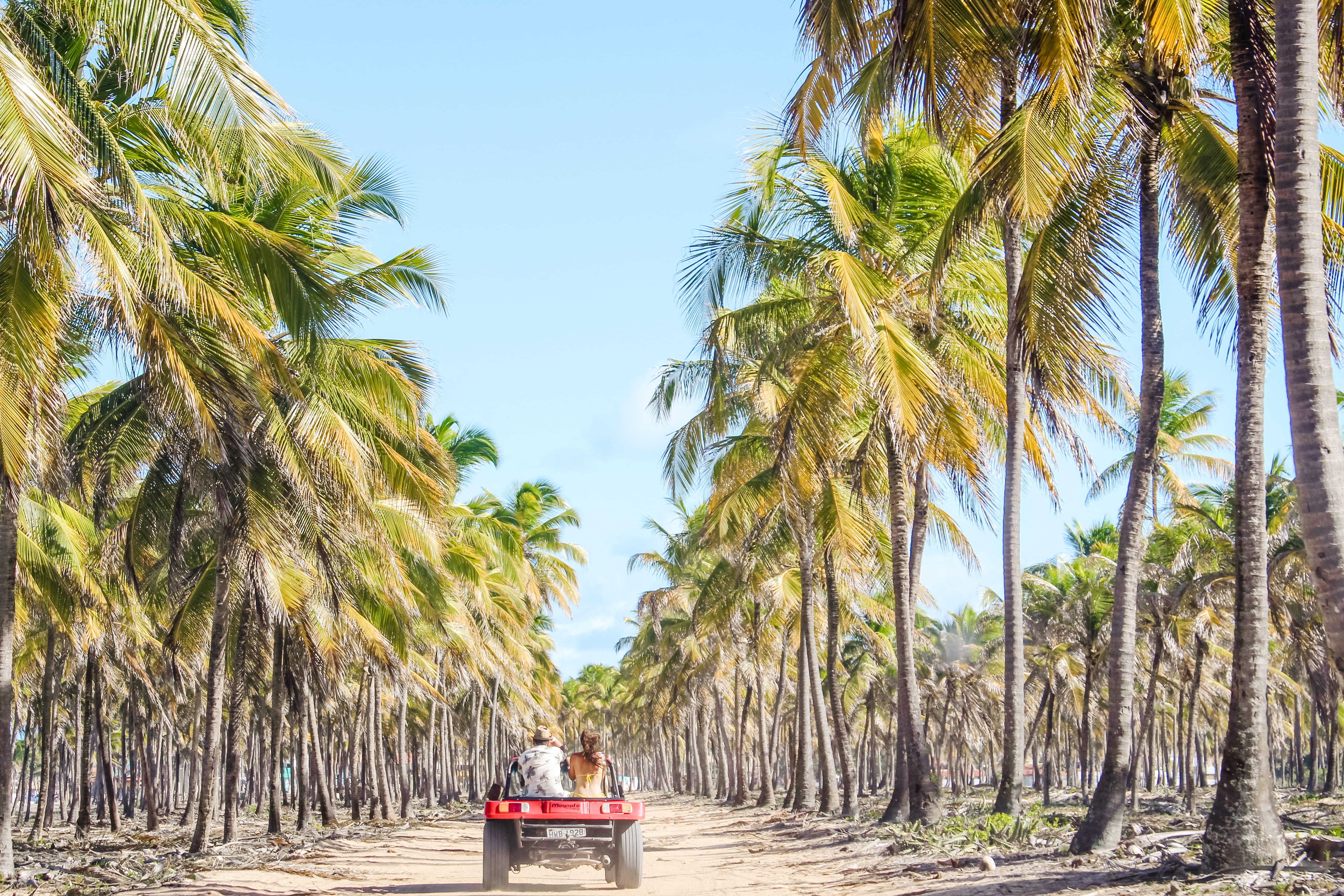 travel Destinations, forest, journey, sunlight, nature, blue, men, coastline, idyllic, beach, people, coconut Palm Tree, beauty In Nature, coconut, 5K, HD Wallpaper