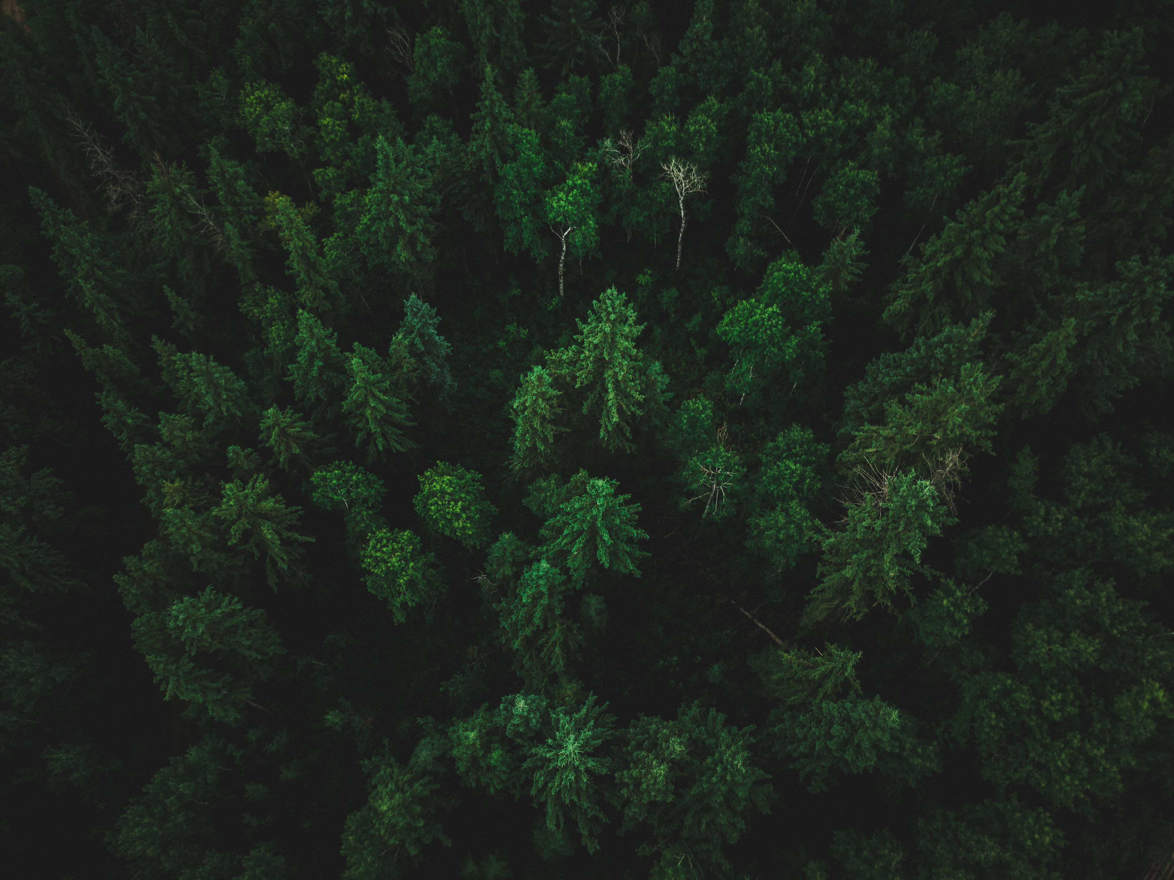 tree, tranquil scene, scenics - nature, dark, growth, shadow, woodland, fir tree, mavic pro, tranquility, summer, trees, forest, birds, green, HD Wallpaper