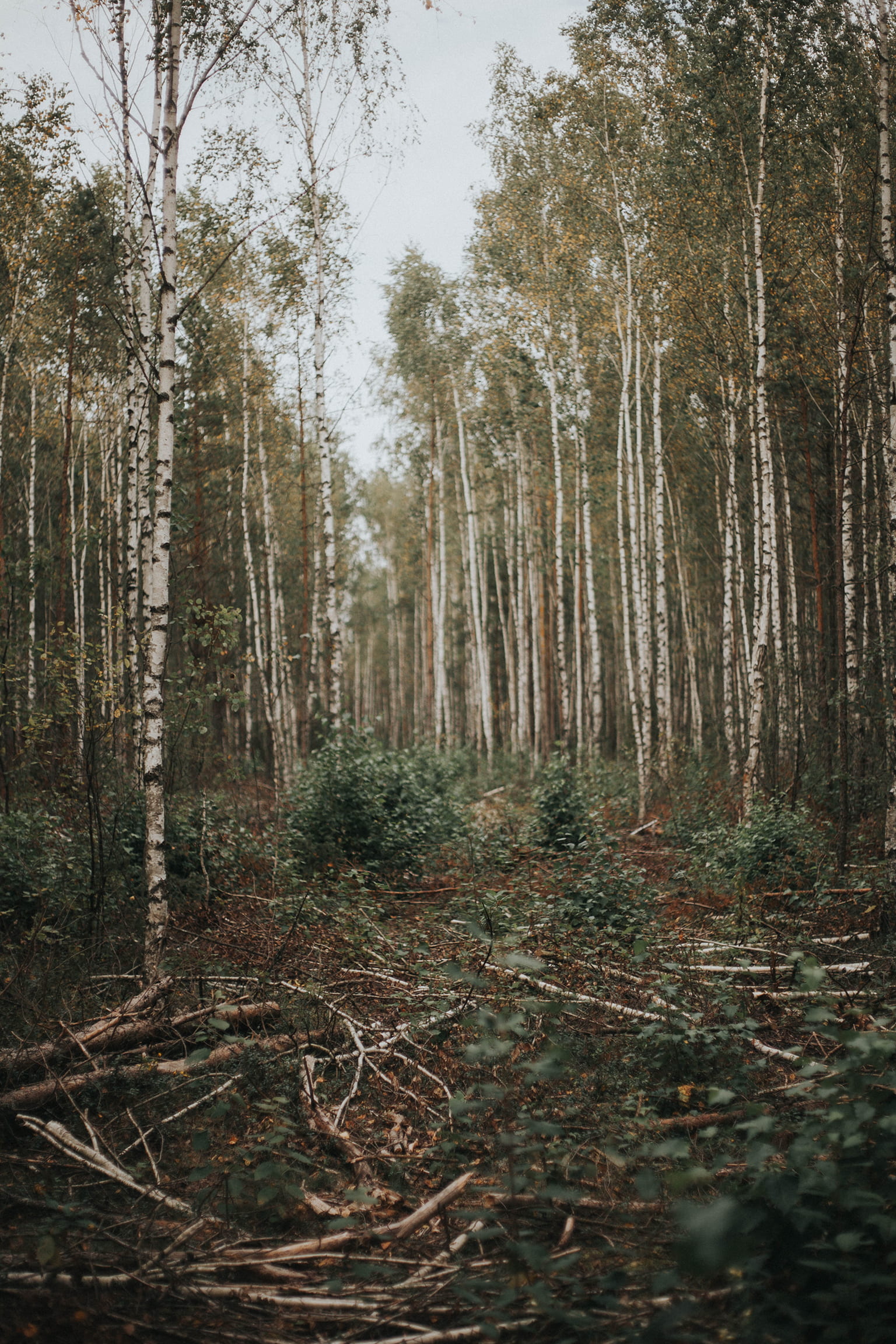coniferous tree, scenics - nature, non-urban scene, growth, árbole, path, adventure, travel, outdoors, birch, naturaleza, land, tree, nature, bosque, trunk, Phone HD Wallpaper
