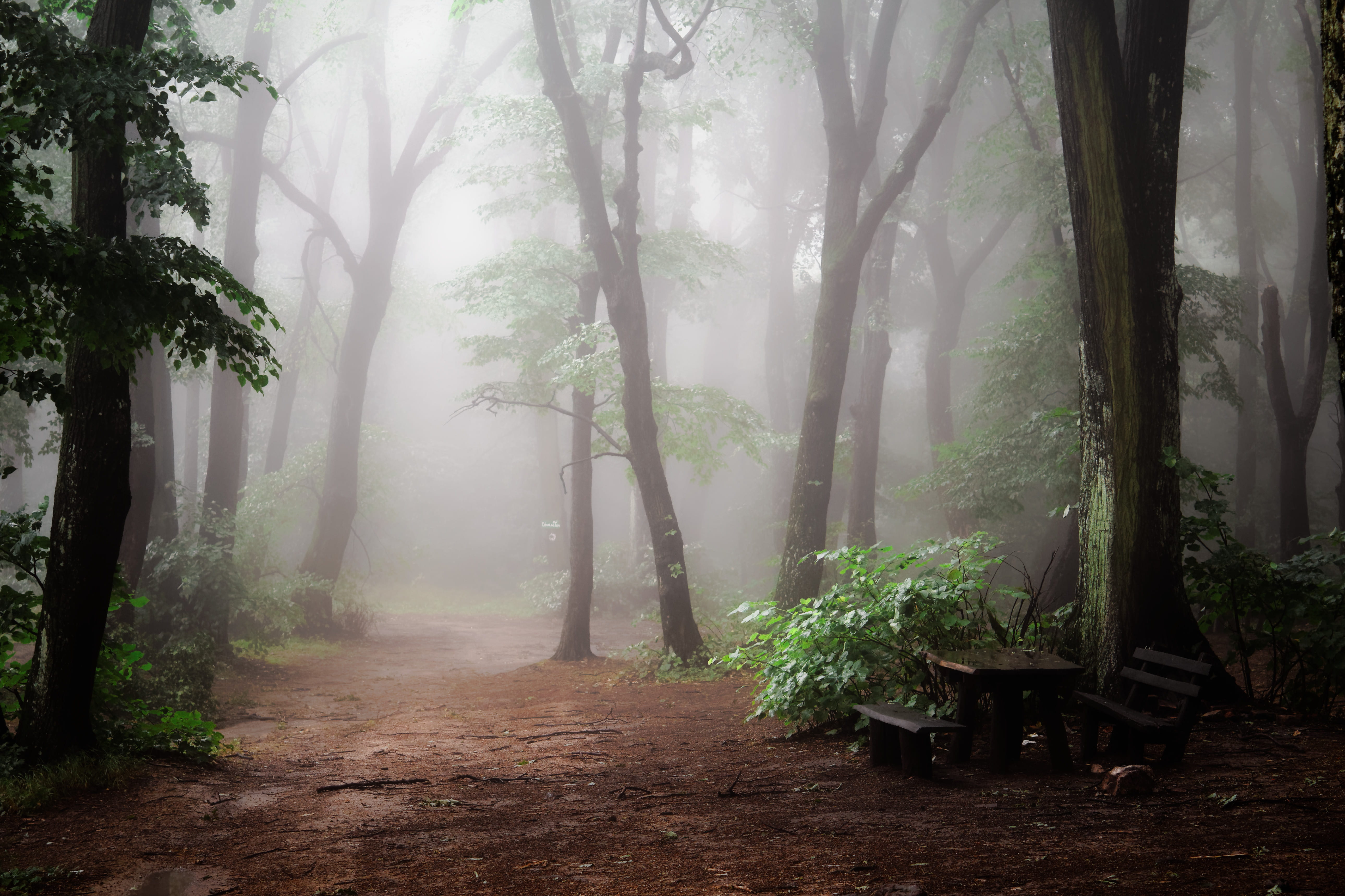 day, wood, mist, foggy, misty, the way forward, tranquil scene, 5K, plant, trees, woodland, growth, forest, no people, non-urban scene, daytime, outdoors, HD Wallpaper