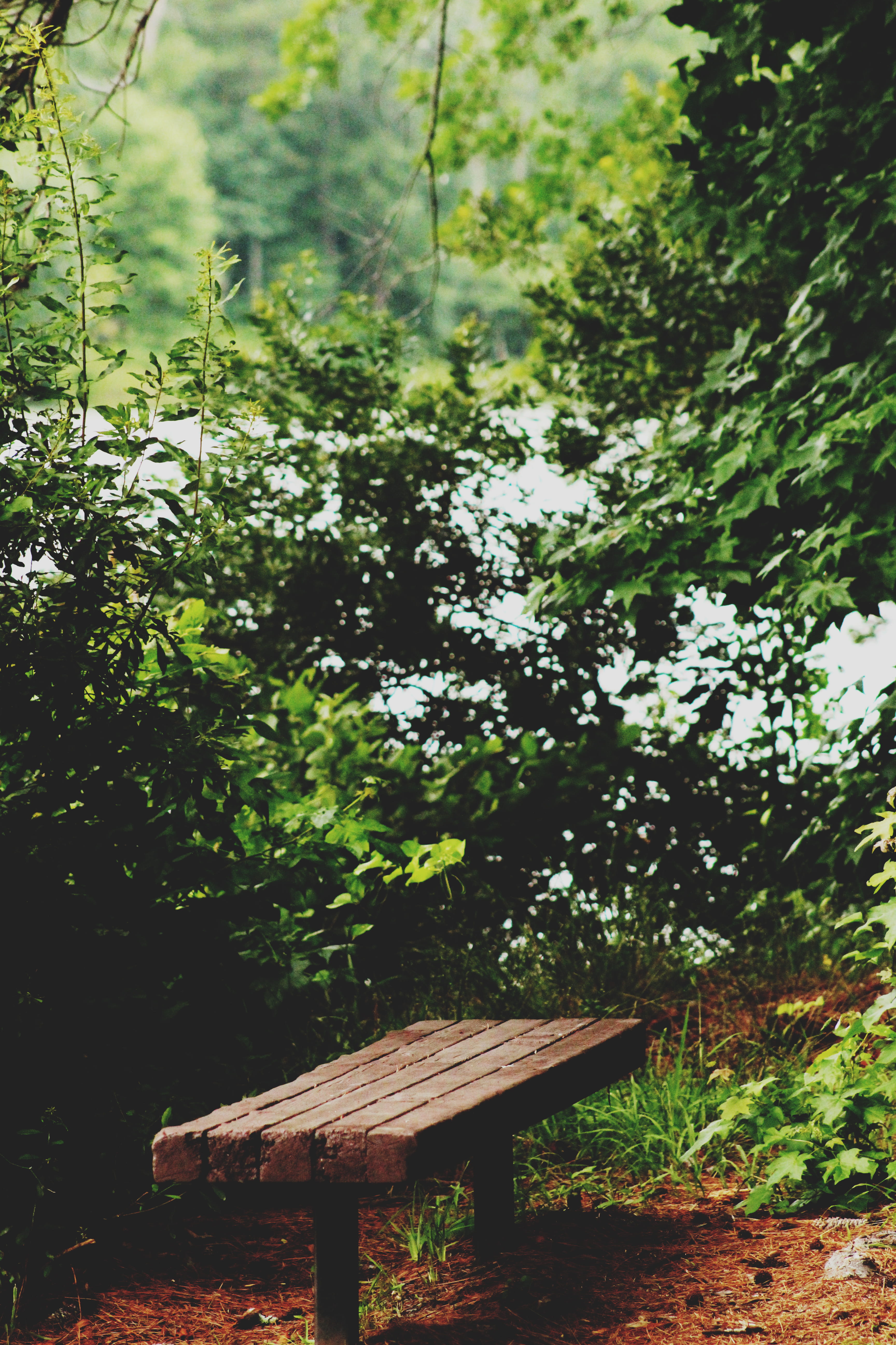 bench, tranquility, green, wood, branch, built structure, day, forest, nature, picnic table, plant, outdoors, growth, tree, beauty in nature, peaceful, Phone HD Wallpaper