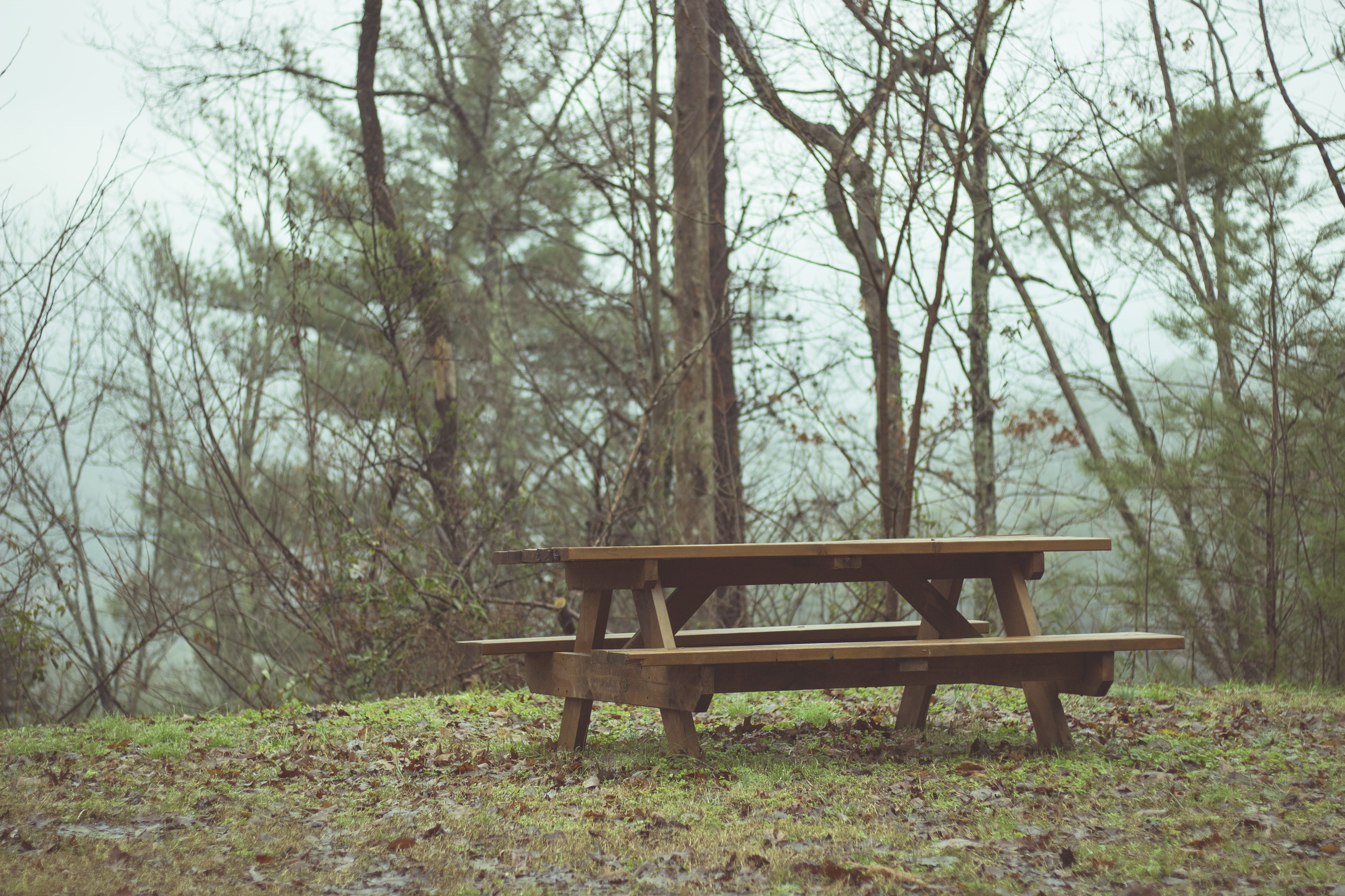 field, absence, seat, united states, tree, fog, picnic, pigeon forge, nature, bench, plant, woodland, day, empty, 5K, forest, land, tree trunk, mountains, HD Wallpaper