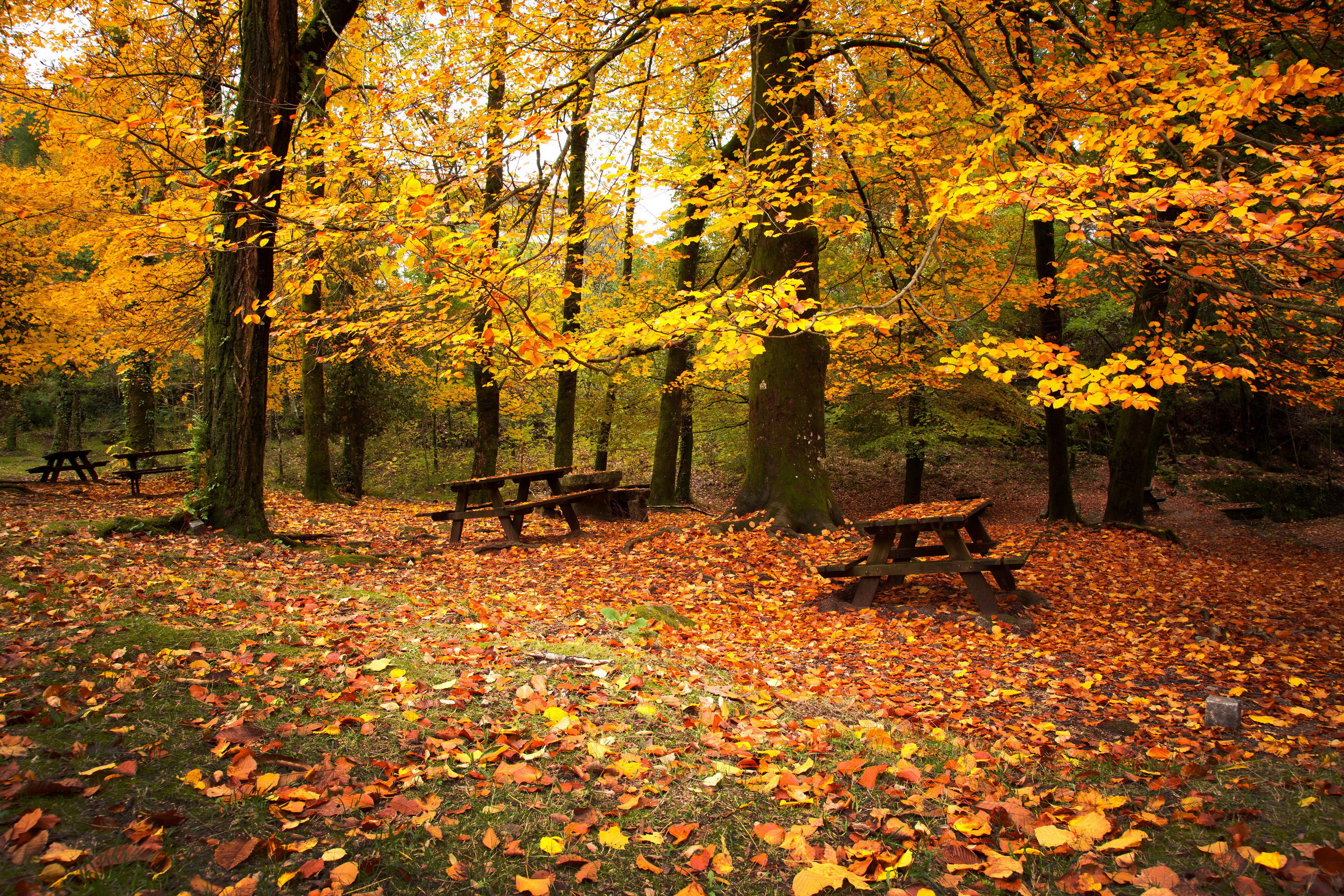 4K, autumn, nature, seasons, foliage, park, bench, picnic, HD Wallpaper