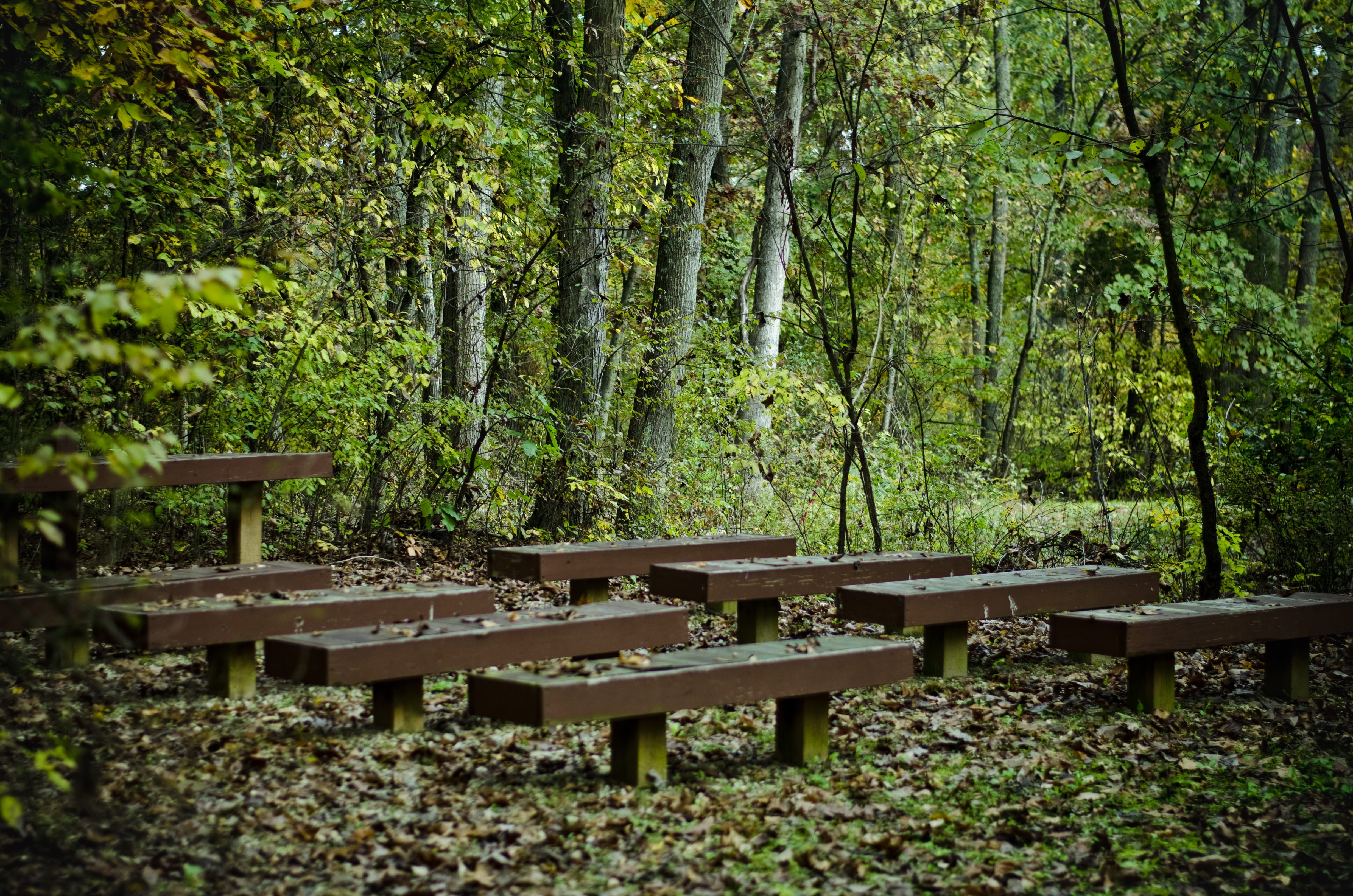 tree, overgrown, leaves, natural, picnic area, mysterious, dark, 4K, trees, outdoors, benches, trunk, beauty in nature, brown, green, plant, day, non-urban scene, HD Wallpaper