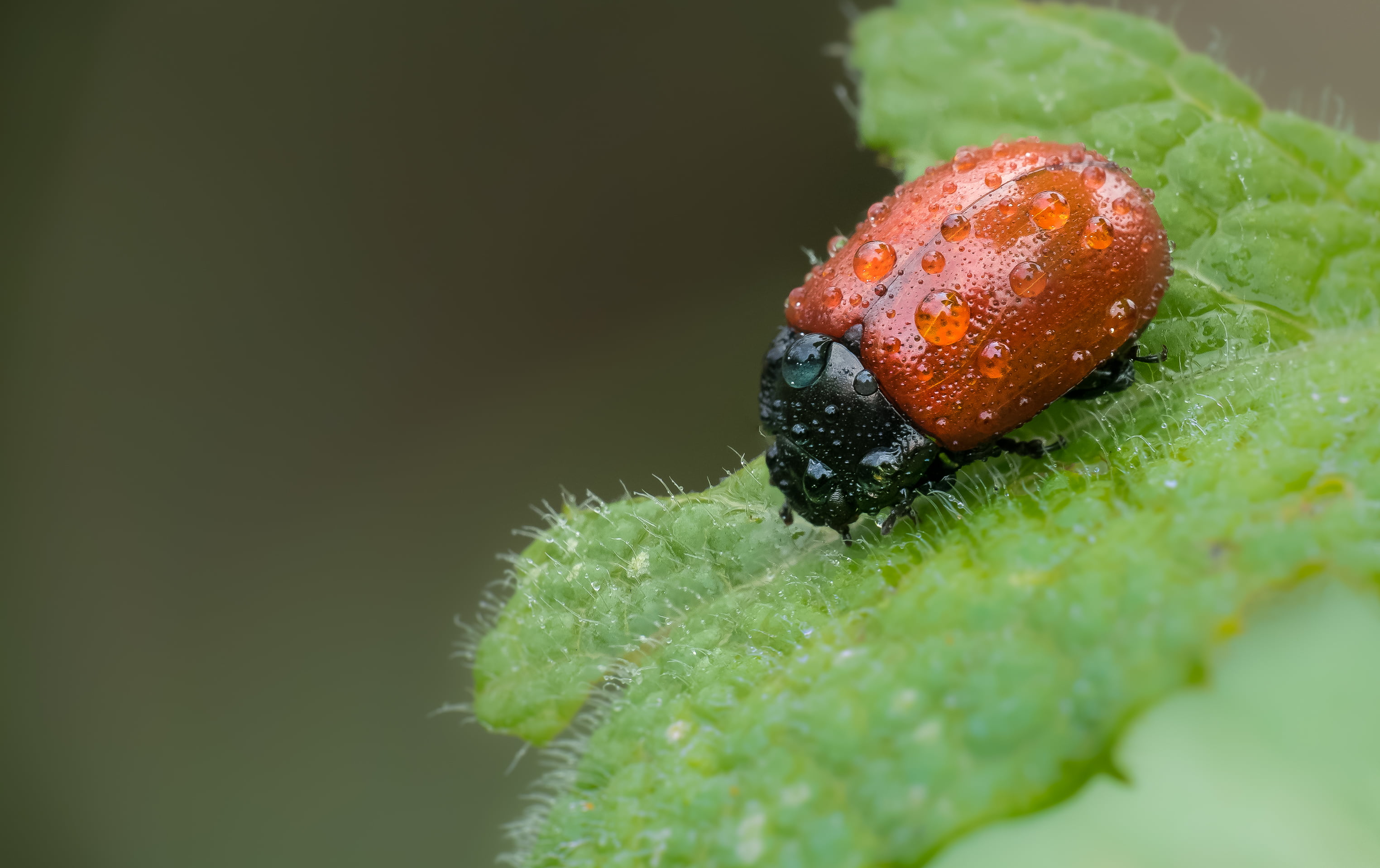 animals, beetle, Lumix, brown, macro, Focus stacking, nature, plant, insect, black beetle, close-up, leaf, black, 2K, Panasonic, escarabajo, FZ, green Color, HD Wallpaper