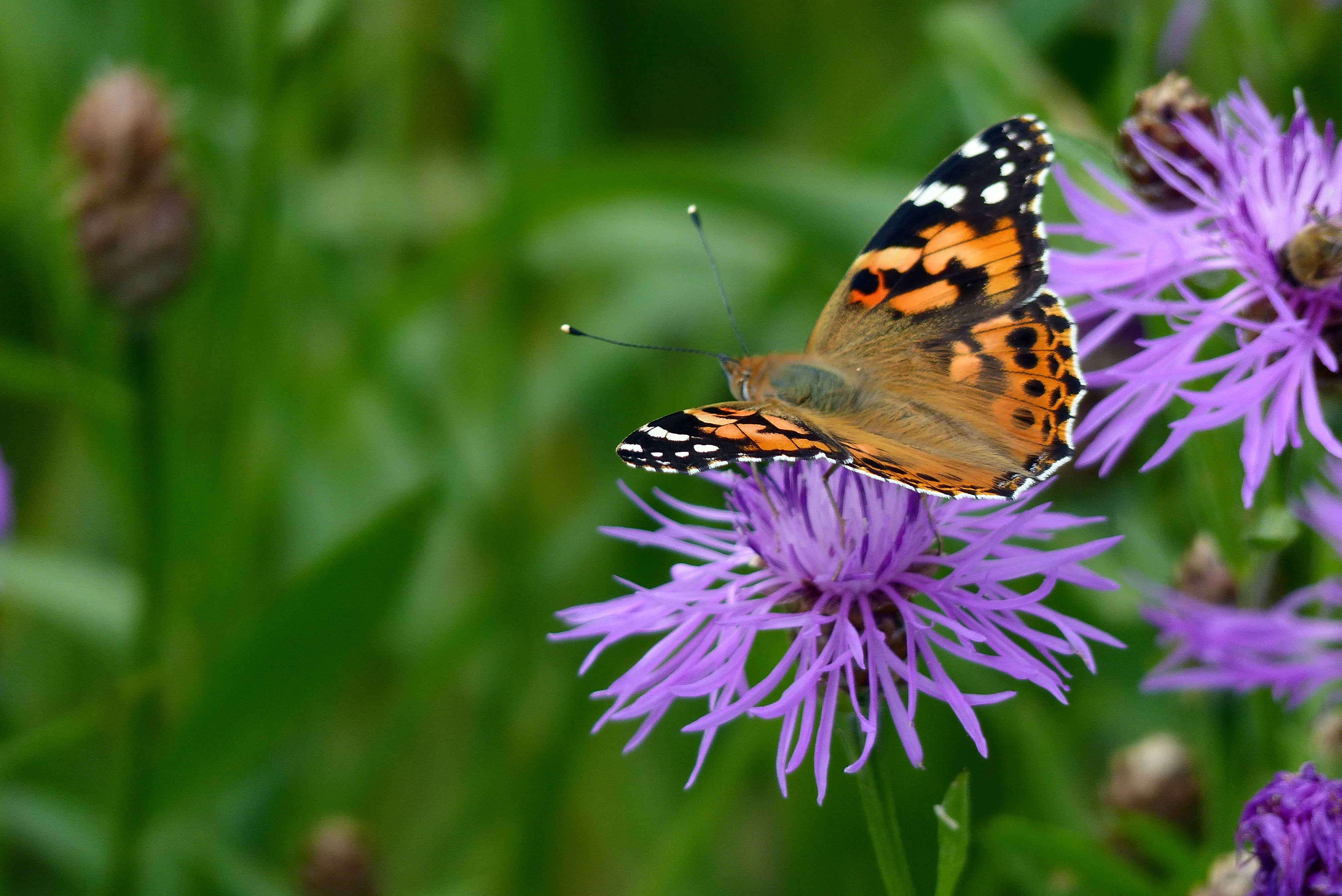 butterfly, nature, flower, lady, Painted Lady Butterfly, animal Wing, dom, natur, beauty In Nature, butterfly - Insect, close-up, panasonic, fz, summer, HD Wallpaper