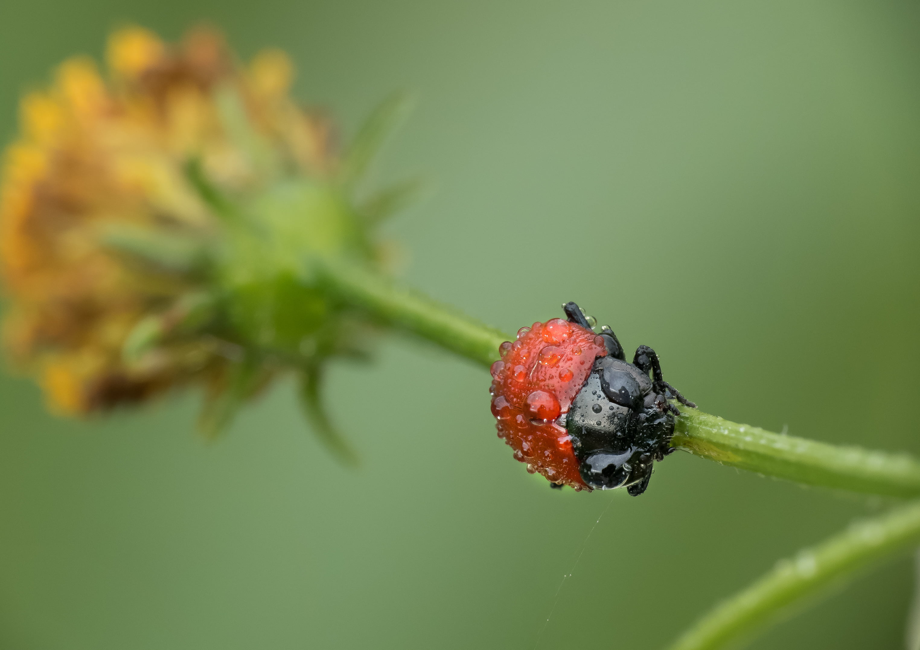 FZ, leaf, beetle, macro, flower, freshness, Lumix, nature, 2K, plant, close-up, escarabajo, Panasonic, animals, insect, perch, black, red, HD Wallpaper