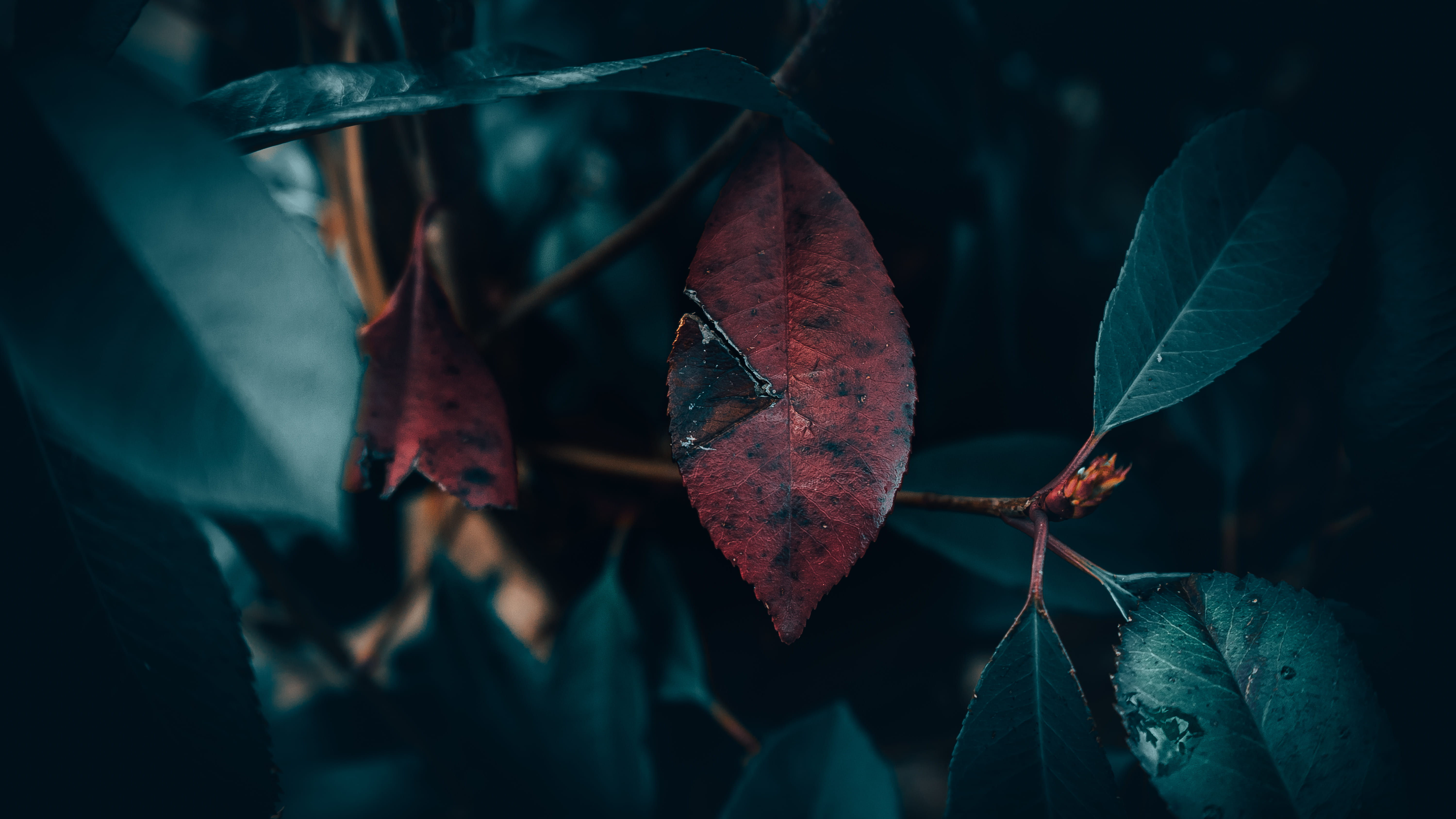 lake, autumn, leaves, plant part, forest, coffe, selective focus, fragility, outdoors, plant, change, tranquility, vulnerability, 5K, close-up, leaf vein, HD Wallpaper
