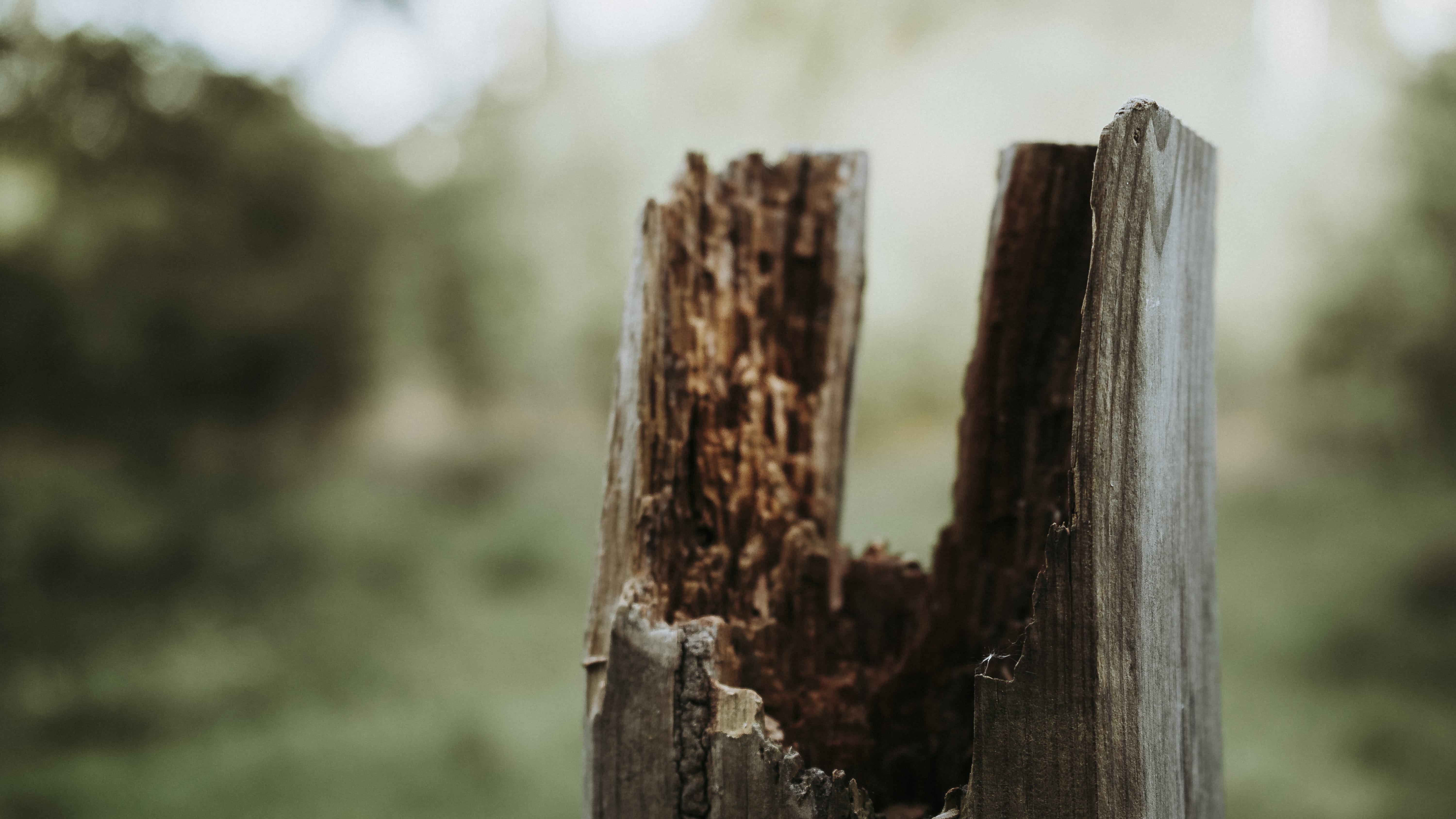 day, barrier, outdoors, forest, pontevedra, protection, spain, tree, boundary, fence, wood, sonyalpha, close-up, bark, wooden post, no people, trees, tree trunk, HD Wallpaper