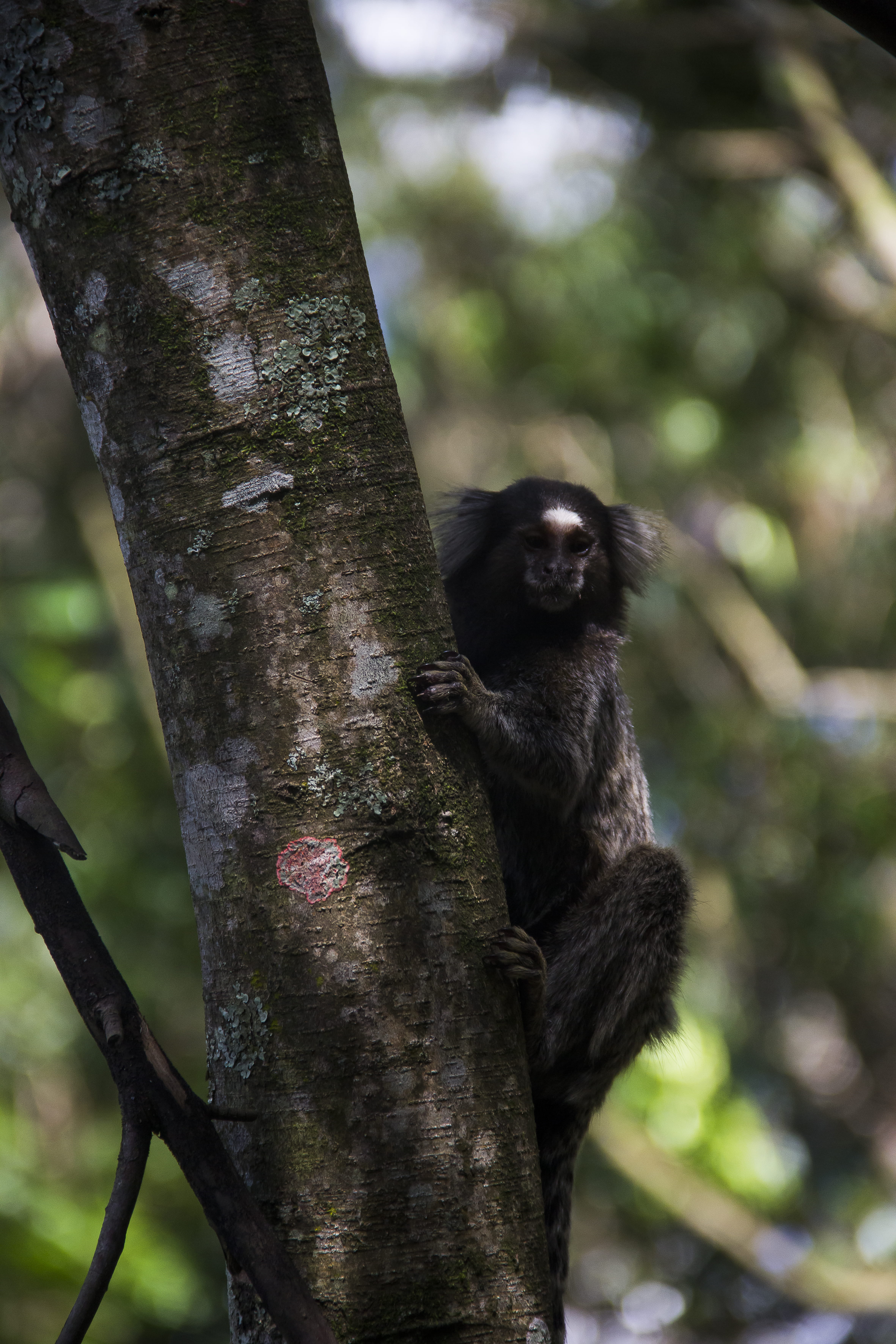 focus on foreground, natureza, 5K, nature, primate, floresta, monkey, animal wildlife, vertebrate, macaco, mammal, são paulo, branch, animal, tree, animals in the wild, Phone HD Wallpaper