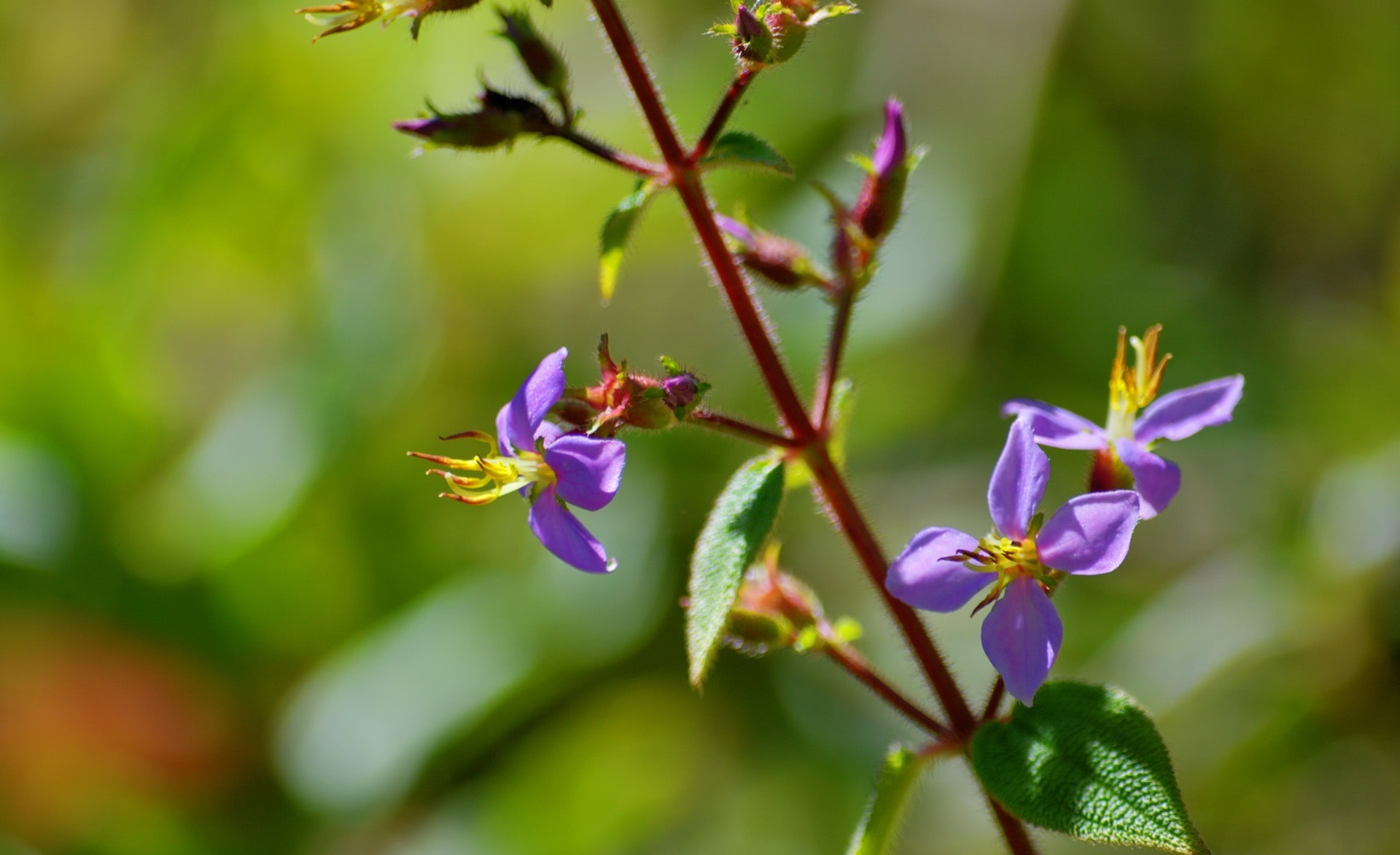 close-up, roxo, Flowers, invertebrate, no people, animals in the wild, vulnerability, animal, purple, flowering plant, flower head, Nature, flores, flower, HD Wallpaper