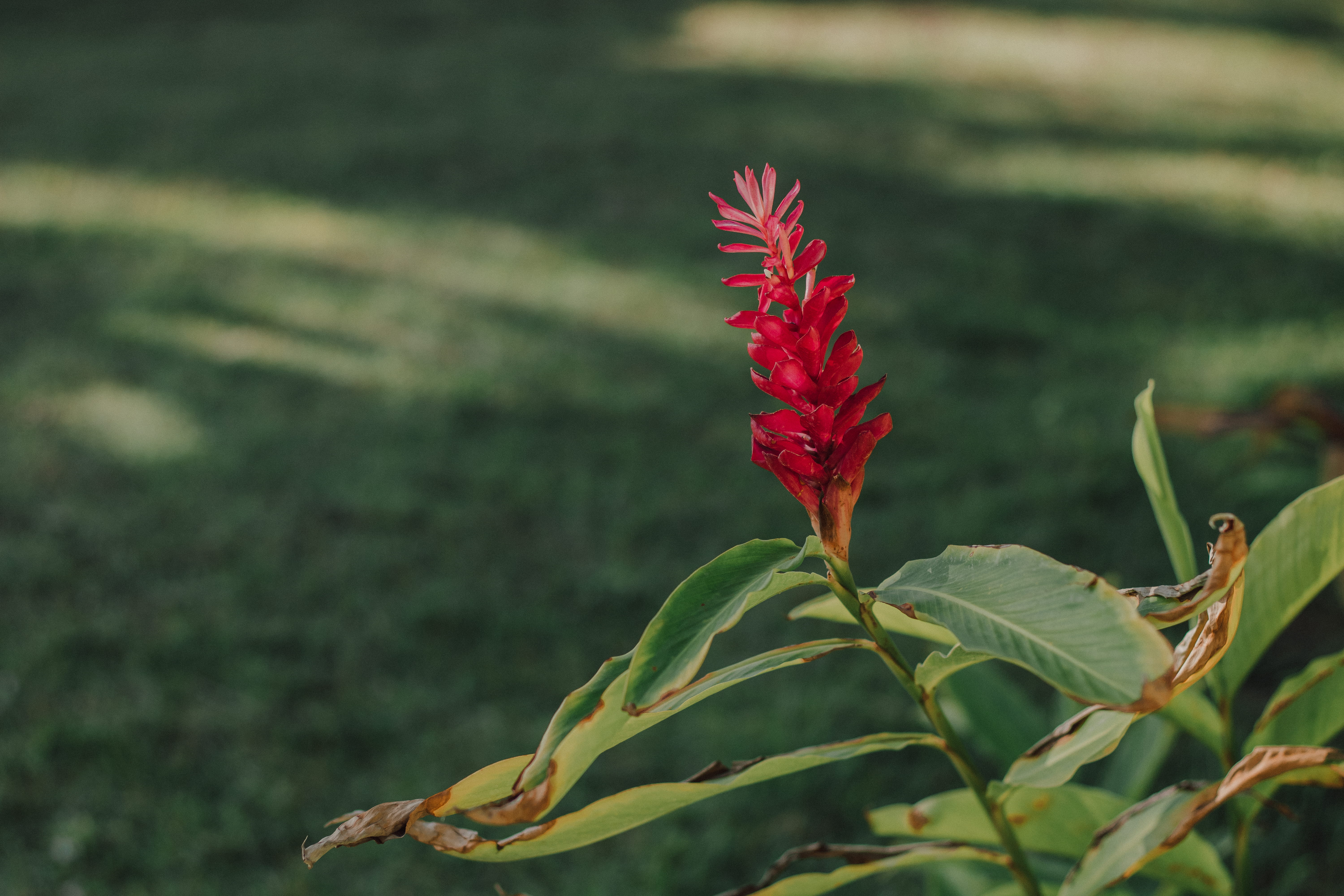 vulnerability, flores, nature, selective focus, land, botanica, no people, growth, brasil, flower, garden, red, natureza, tranquility, change, green, fragility, HD Wallpaper