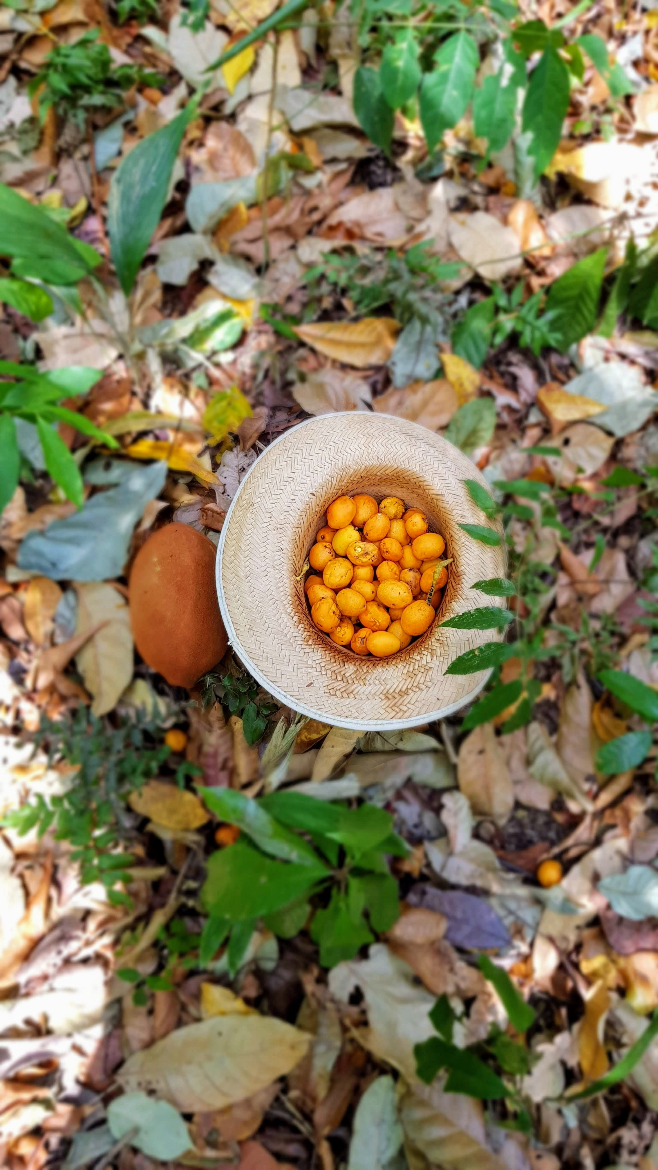 day, mucajaí, beauty in nature, jar, cupuaçu, fruit, vase, fungus, field, plant, close-up, taperebá, pottery, produce, potted plant, high angle view, brazil, Phone HD Wallpaper