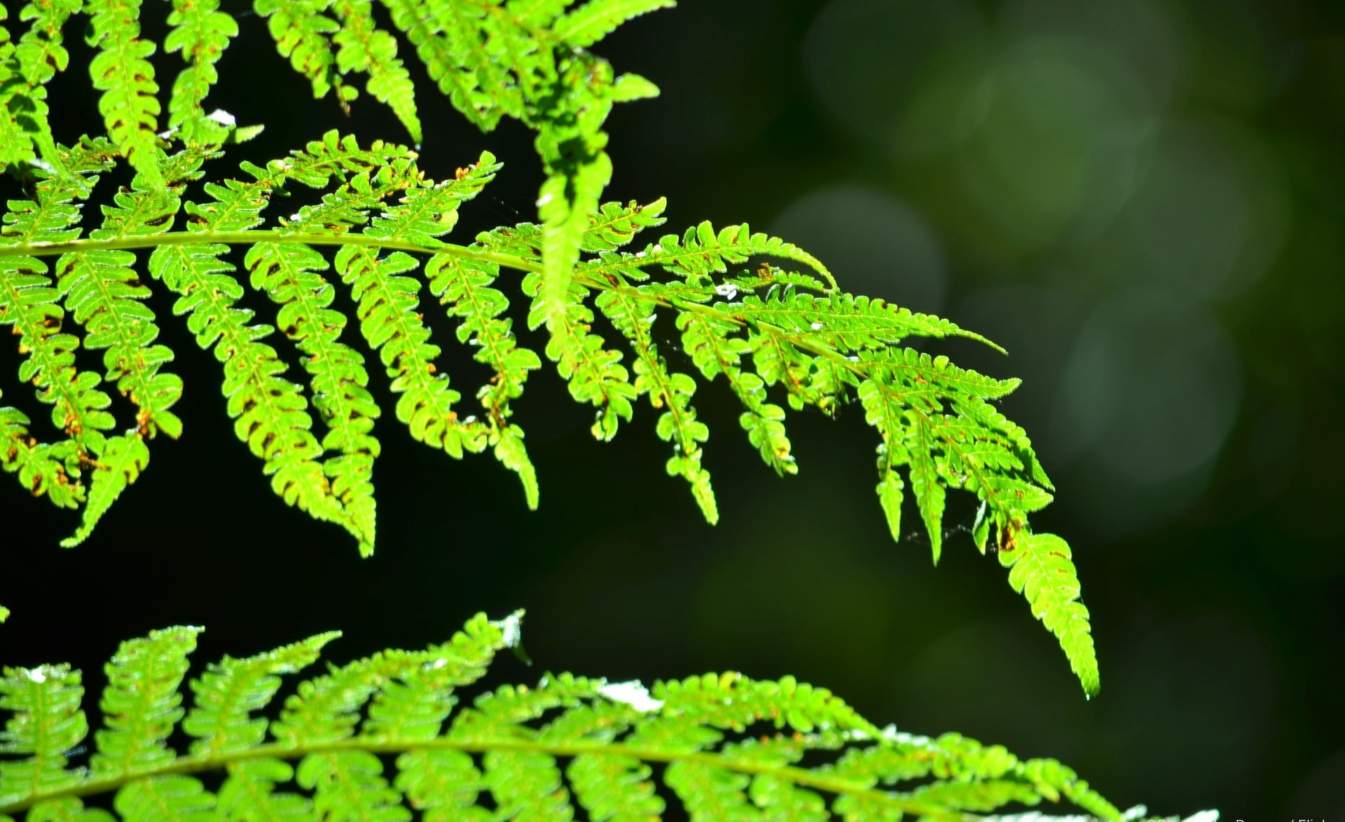 freshness, light, leaf, tranquility, outdoors, natureza, lit, fern, folhas, folha, growth, green color, lichen, no people, focus on foreground, close-up, HD Wallpaper