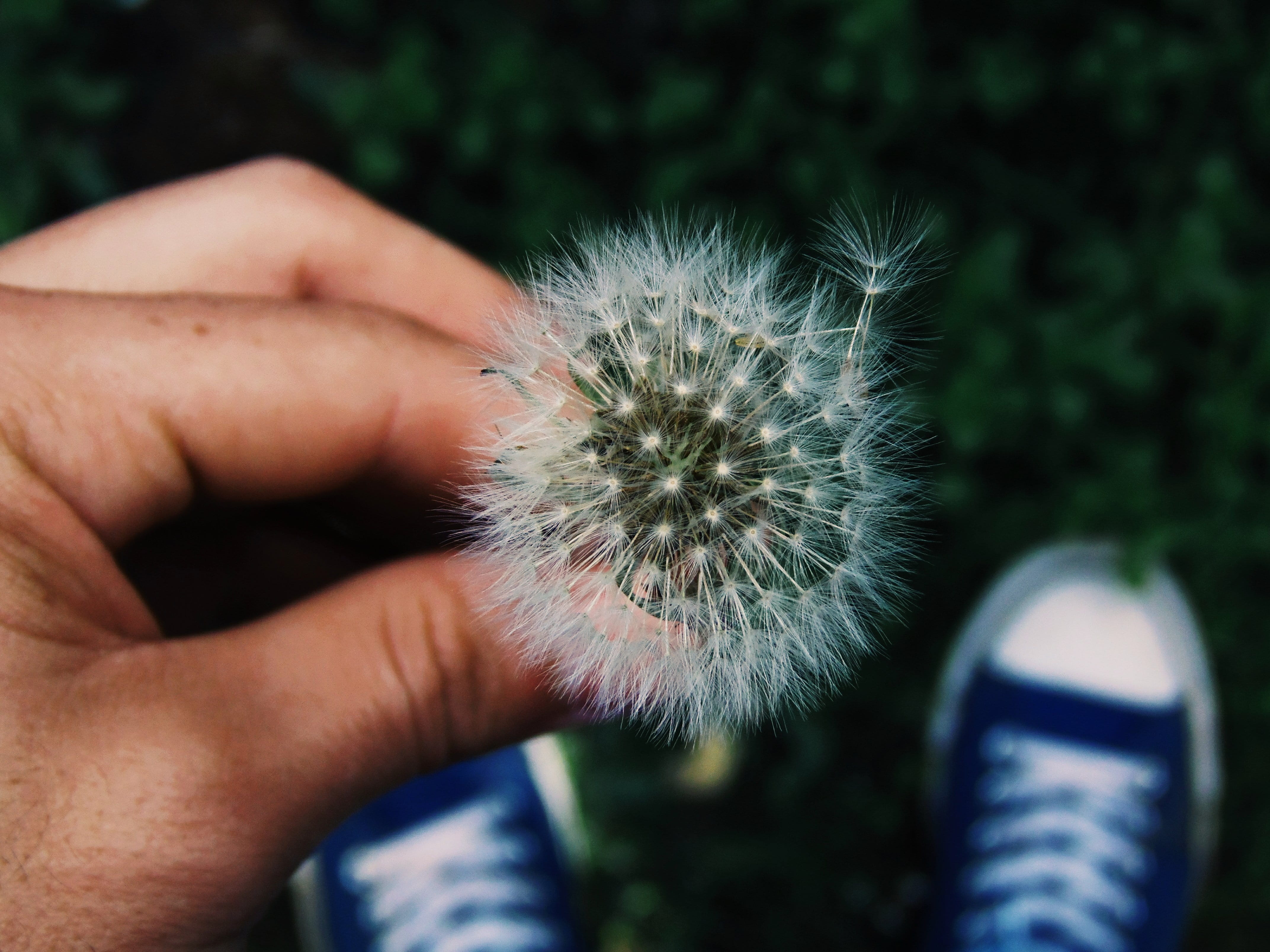 human hand, close-up, nature, 4K, osorno, plant, outdoors, personal perspective, finger, body part, chile, holding, one person, flower, day, flowering plant, HD Wallpaper