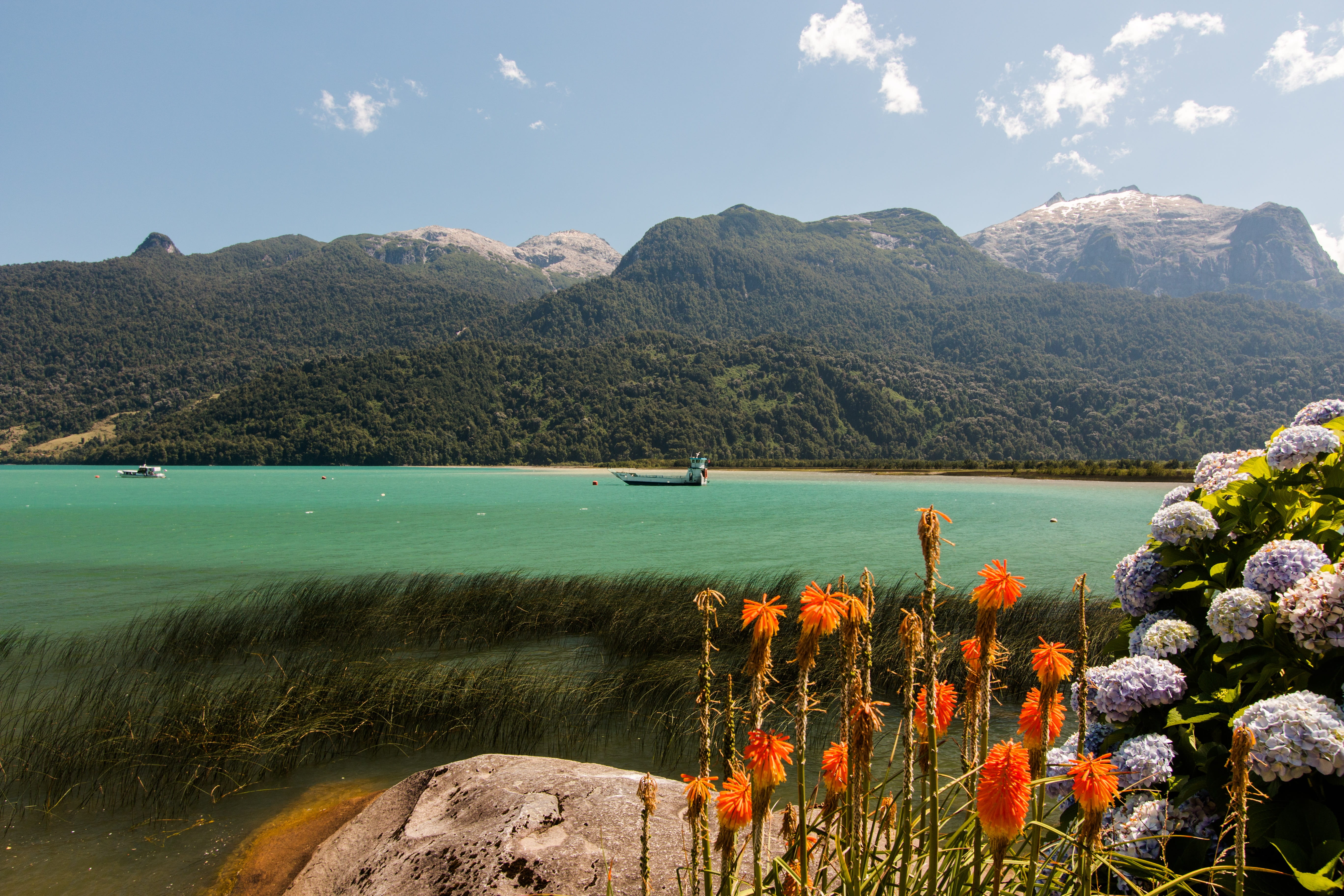 lake, flowering plant, non-urban scene, tranquil scene, cloud - sky, scenics - nature, tranquility, day, plant, flower, 5K, south america, petrohue, sky, HD Wallpaper