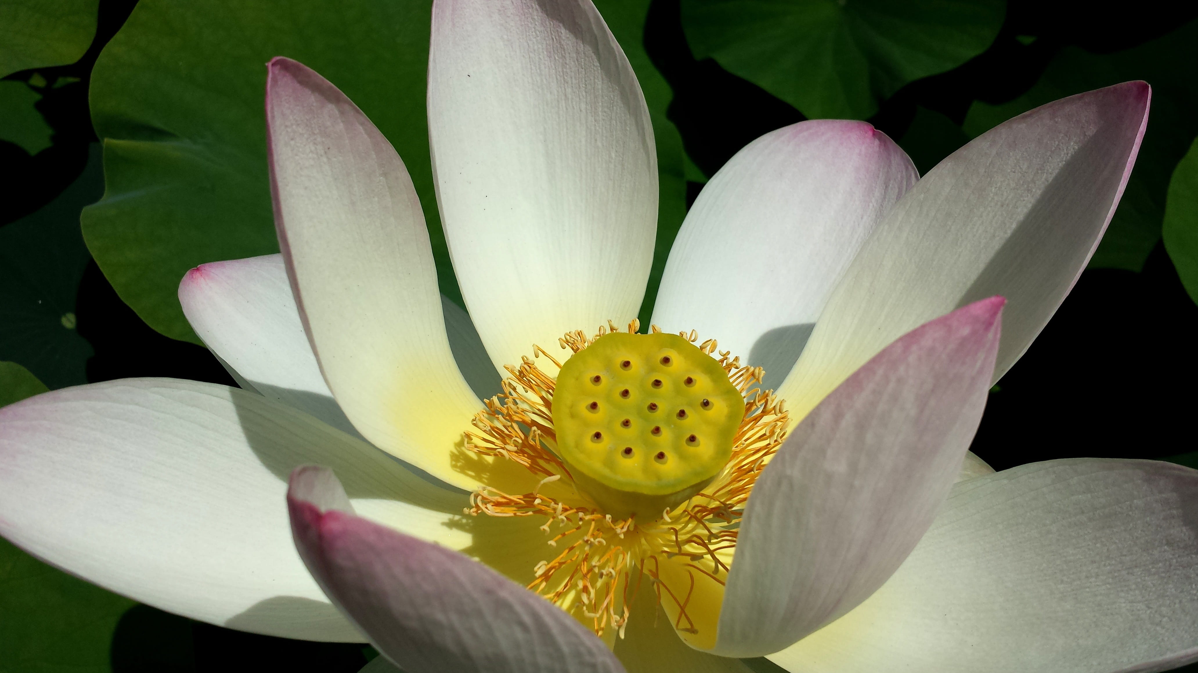 fragility, yellow, botanical garden, freshness, growth, beauty in nature, day, graphic, blossom, no people, outdoors, lily, flowering plant, pollen, lago maggiore, HD Wallpaper