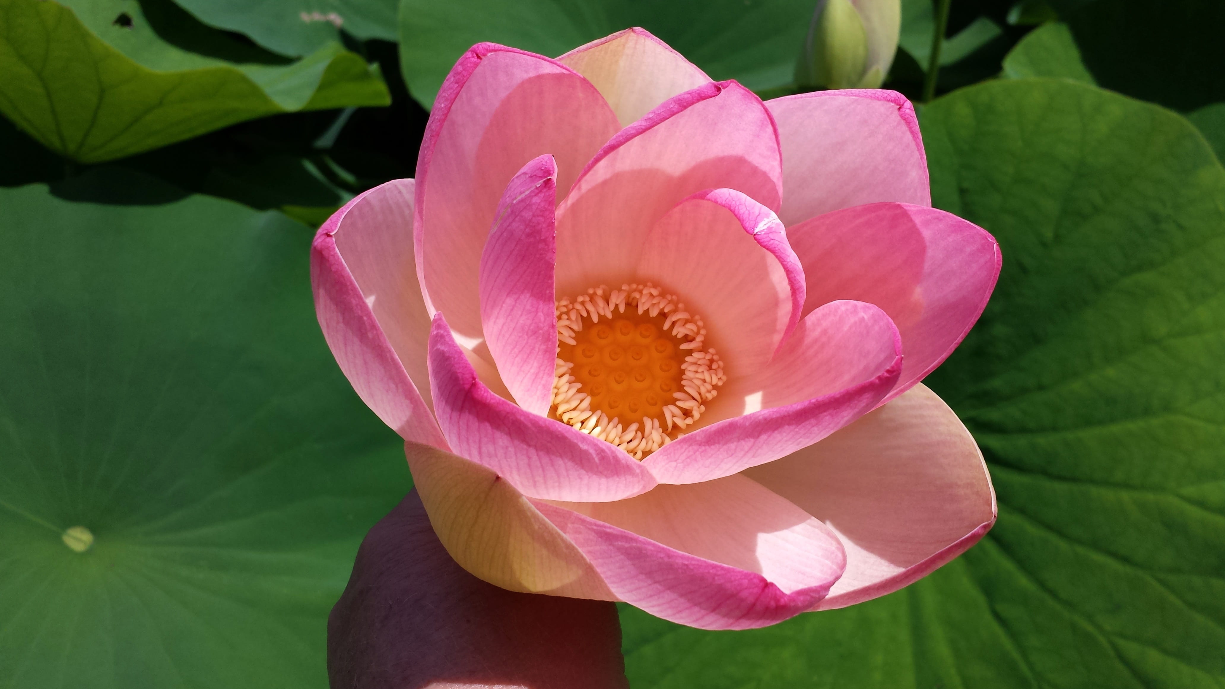 graphic, beauty in nature, verbania, 4K, locarno, Bloom, flowering plant, growth, pistil, Flower, close-up, flower head, inflorescence, lotus water lily, HD Wallpaper