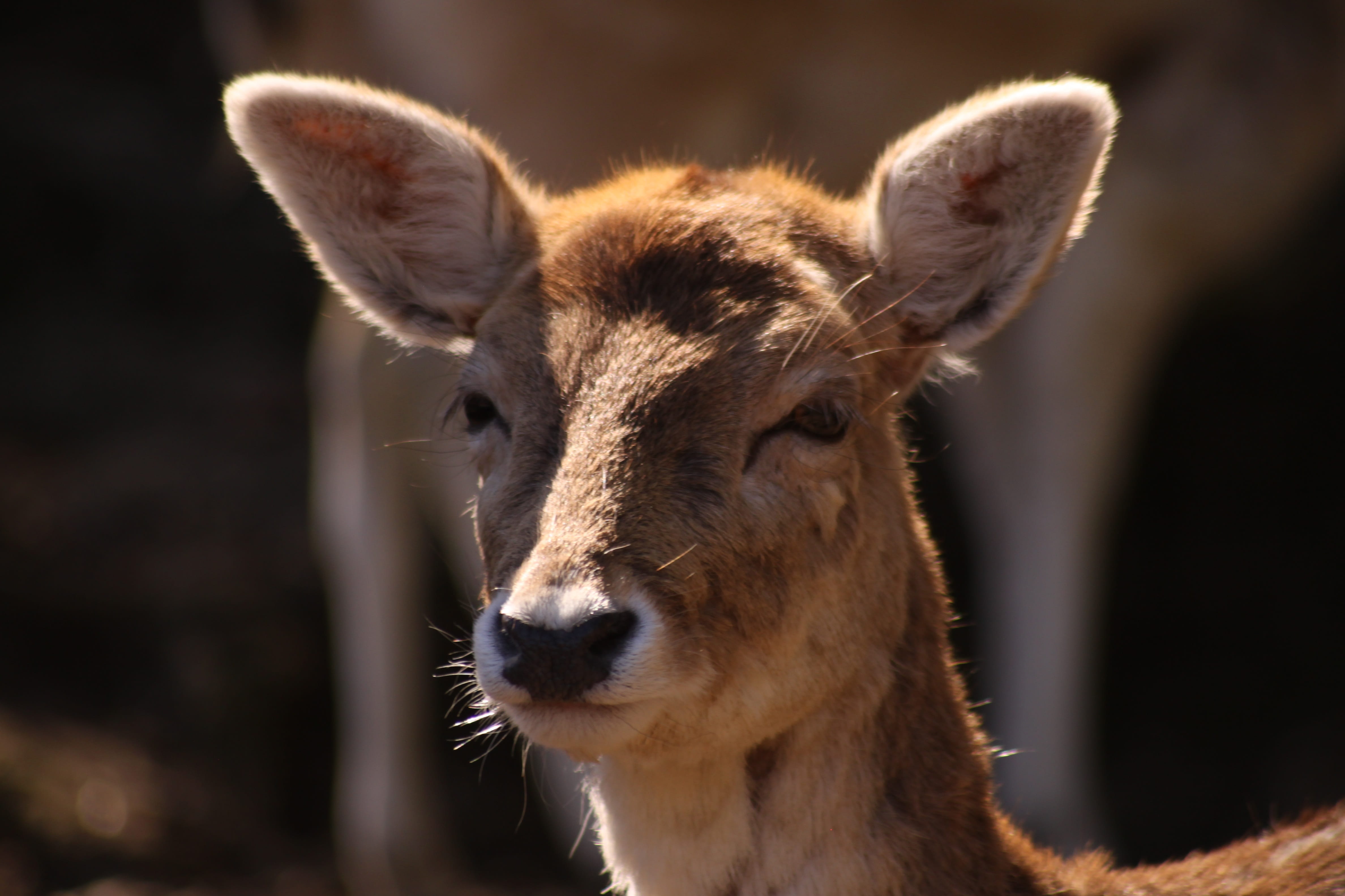 lago maggiore, snout, zoological garden, Stresa, one animal, italy, villa pallavicino, animal head, nature, animal themes, mammal, botanical garden, fawn, HD Wallpaper