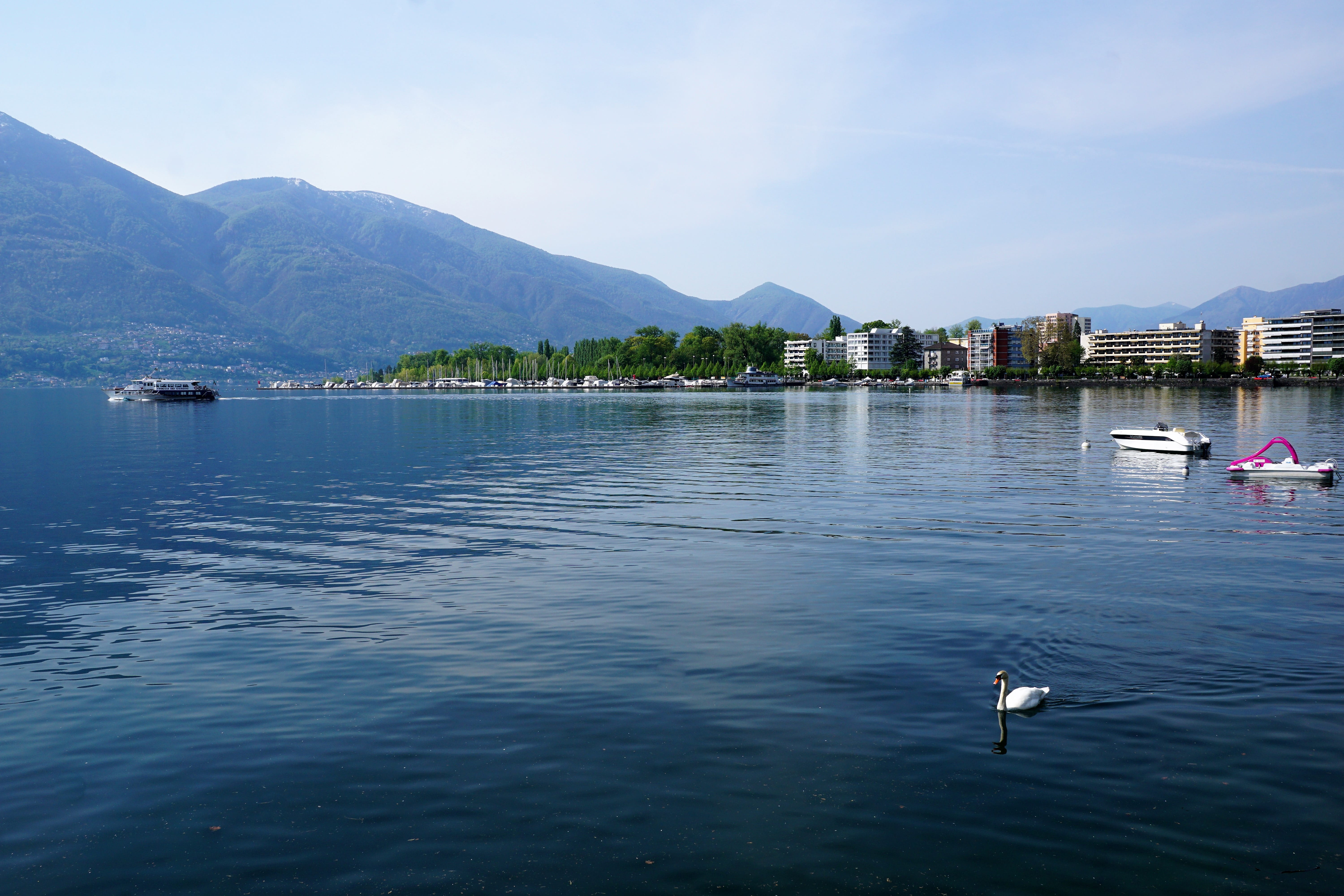 animals in the wild, animal wildlife, summer, vertebrate, ticino, film, beauty in nature, beach, europe, flora, no people, festival, nautical vessel, water, HD Wallpaper