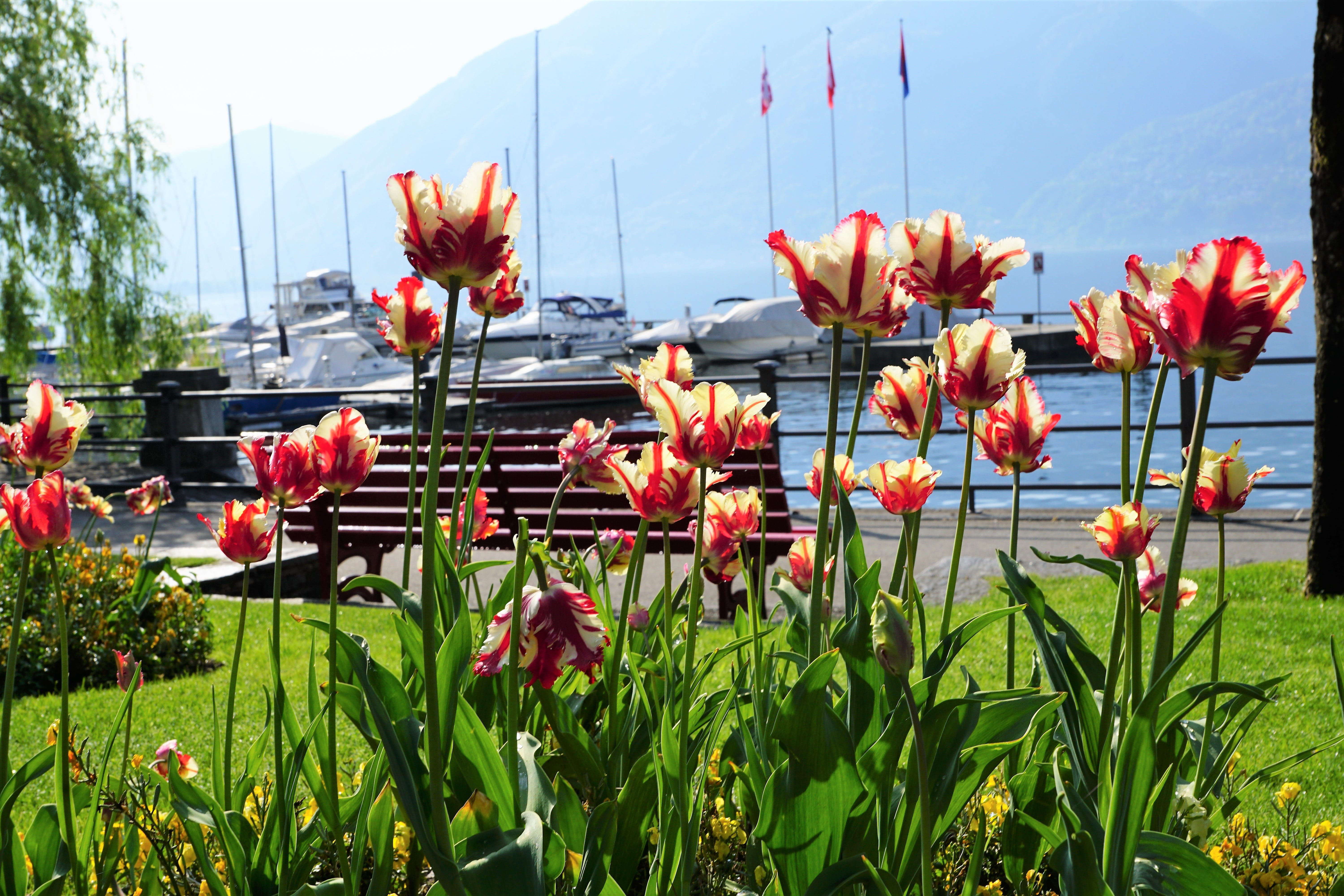switzerland, outdoors, film, flora, beauty in nature, places of interest, vulnerability, no people, ticino, nature, beautiful, beach, flower head, vacations, HD Wallpaper