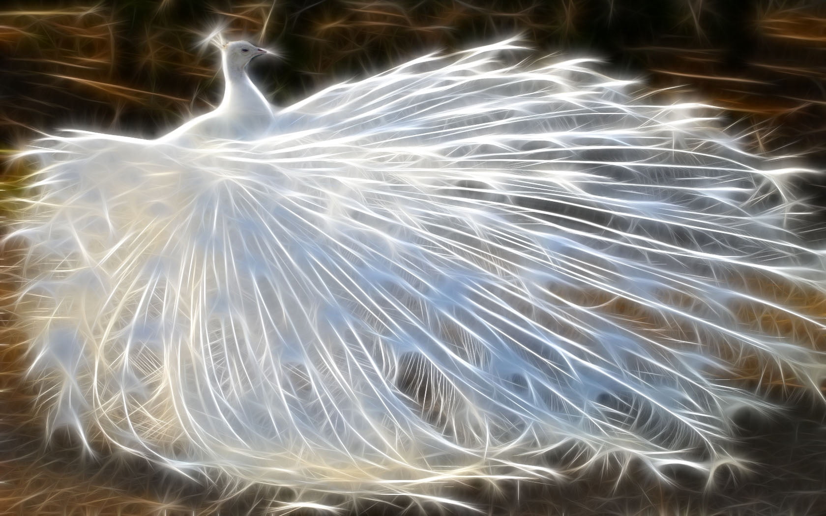 illuminated, animal, birds, light - natural phenomenon, wildlife, beauty In Nature, white, black Color, backgrounds, 720P, feathers, pattern, fluffy, summer, HD Wallpaper