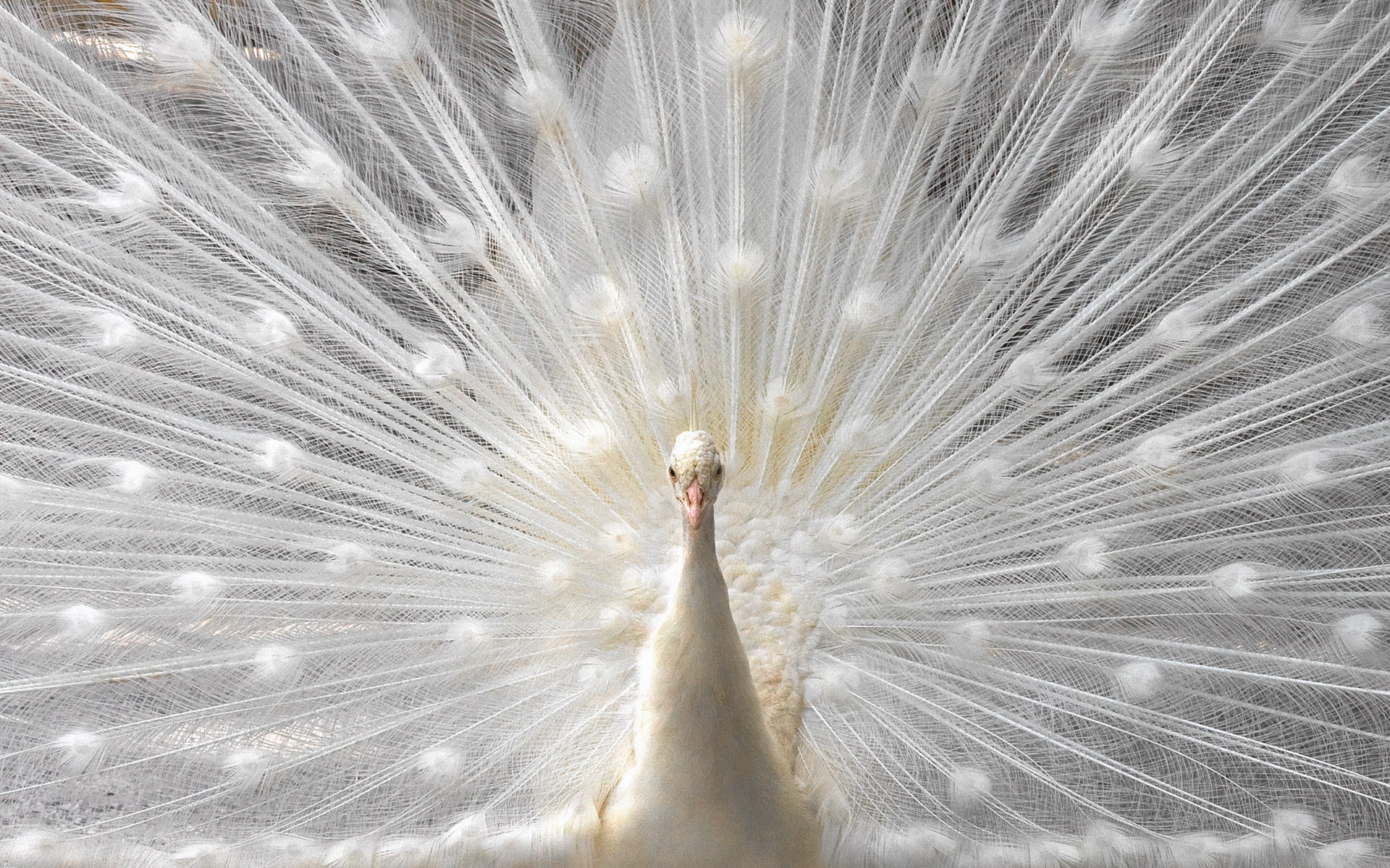 bird, hd, white, peacock, 1080P, animals, HD Wallpaper